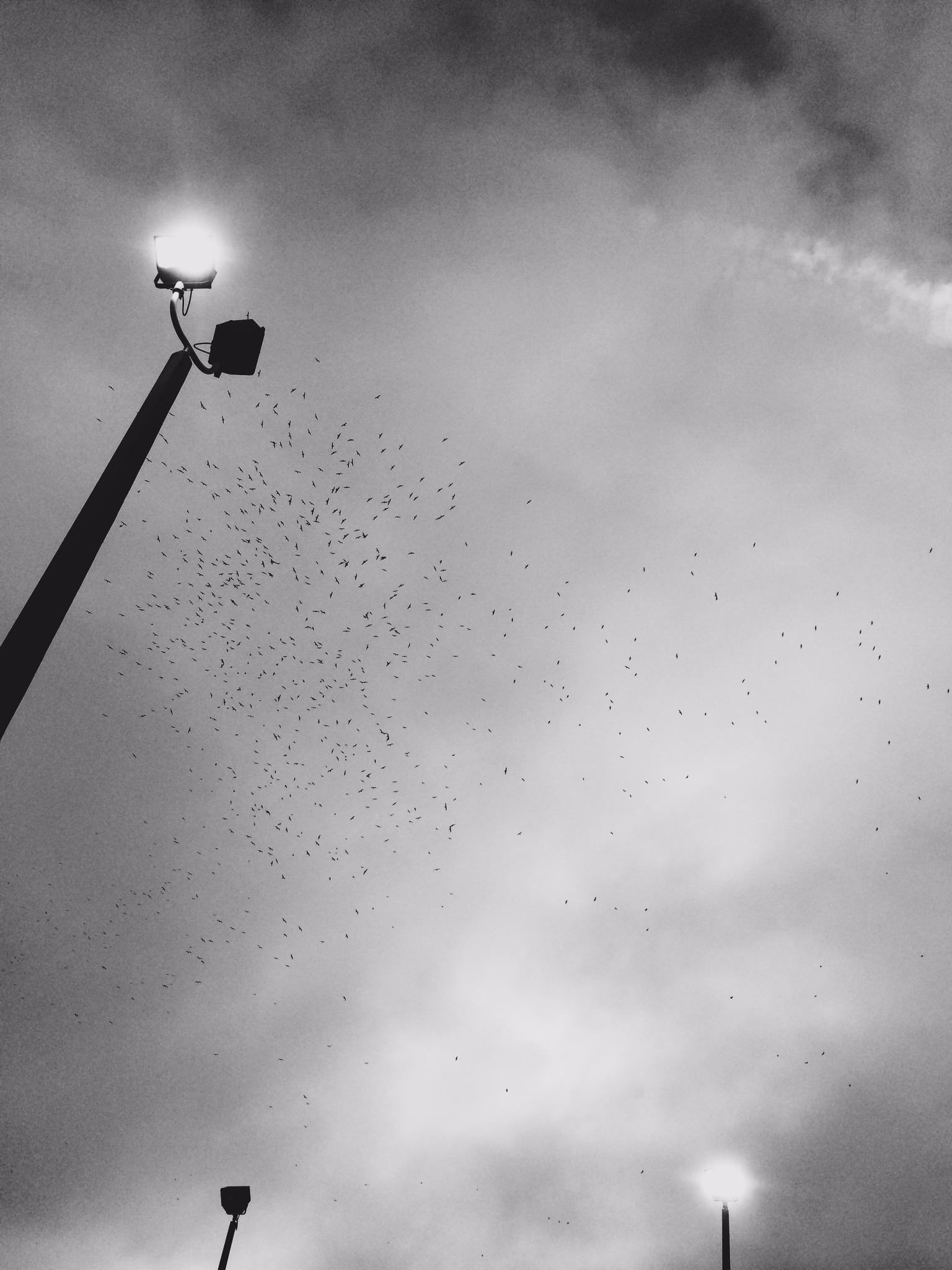 Swarm