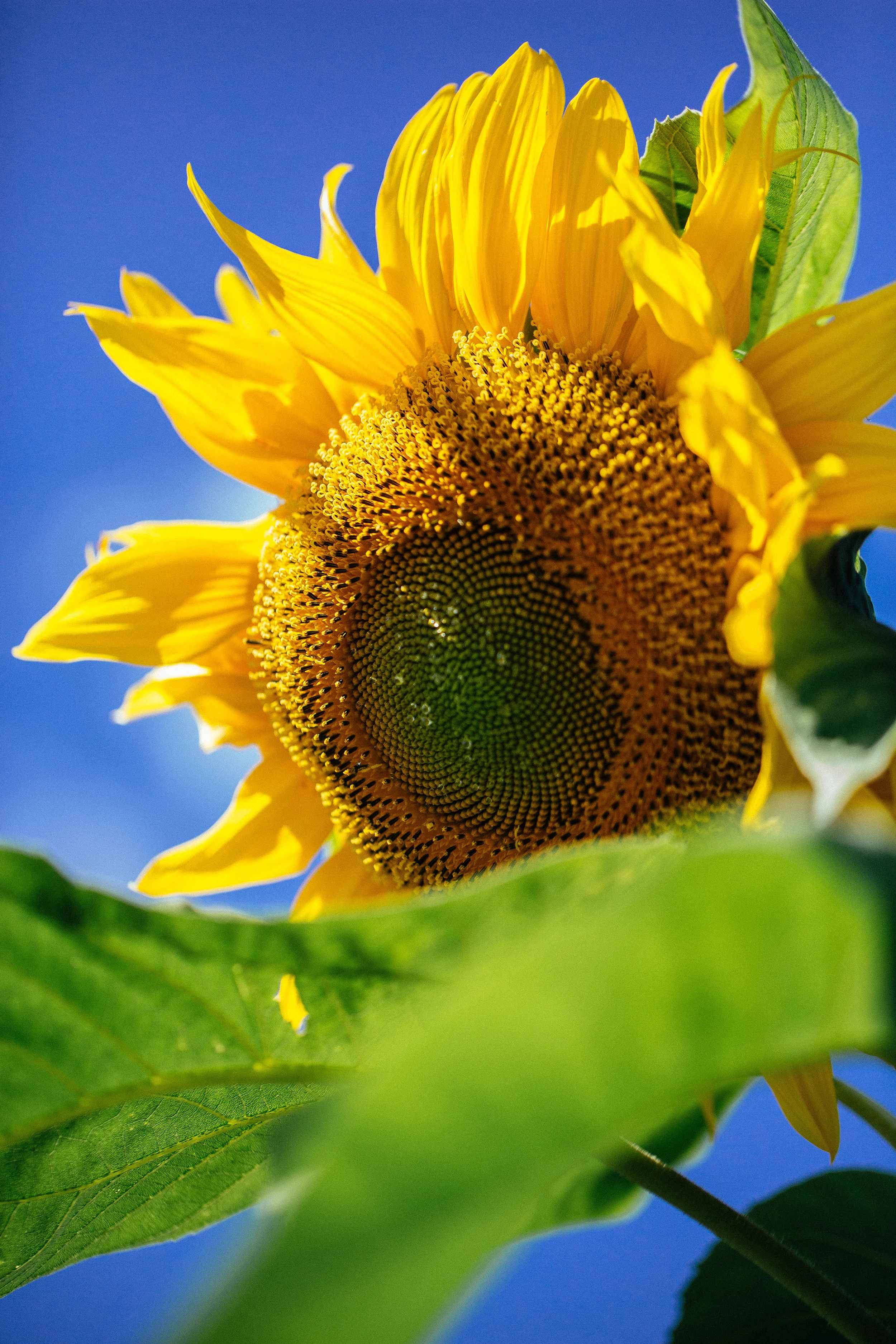 Sunflower Power