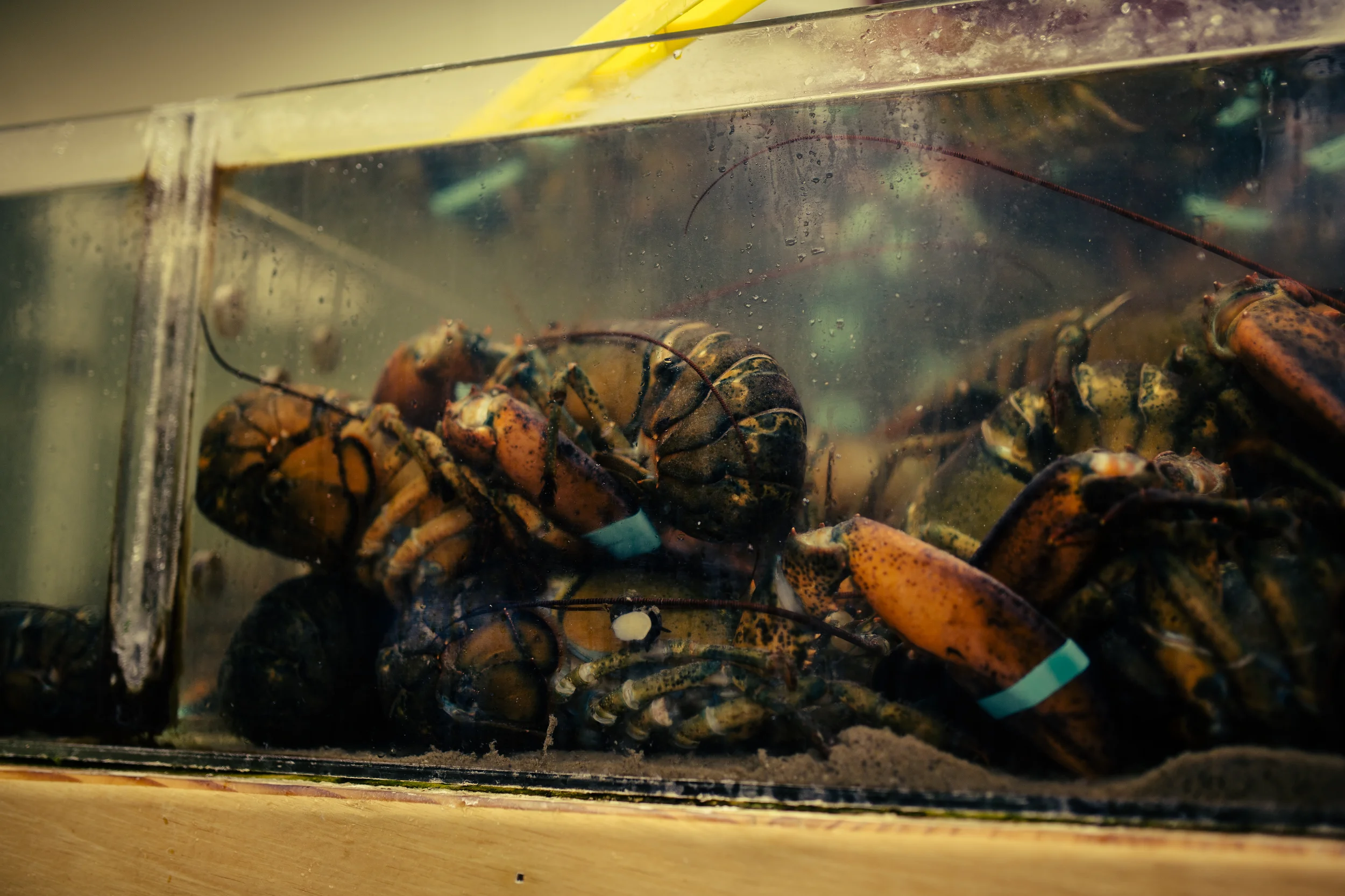 Rock Lobster
