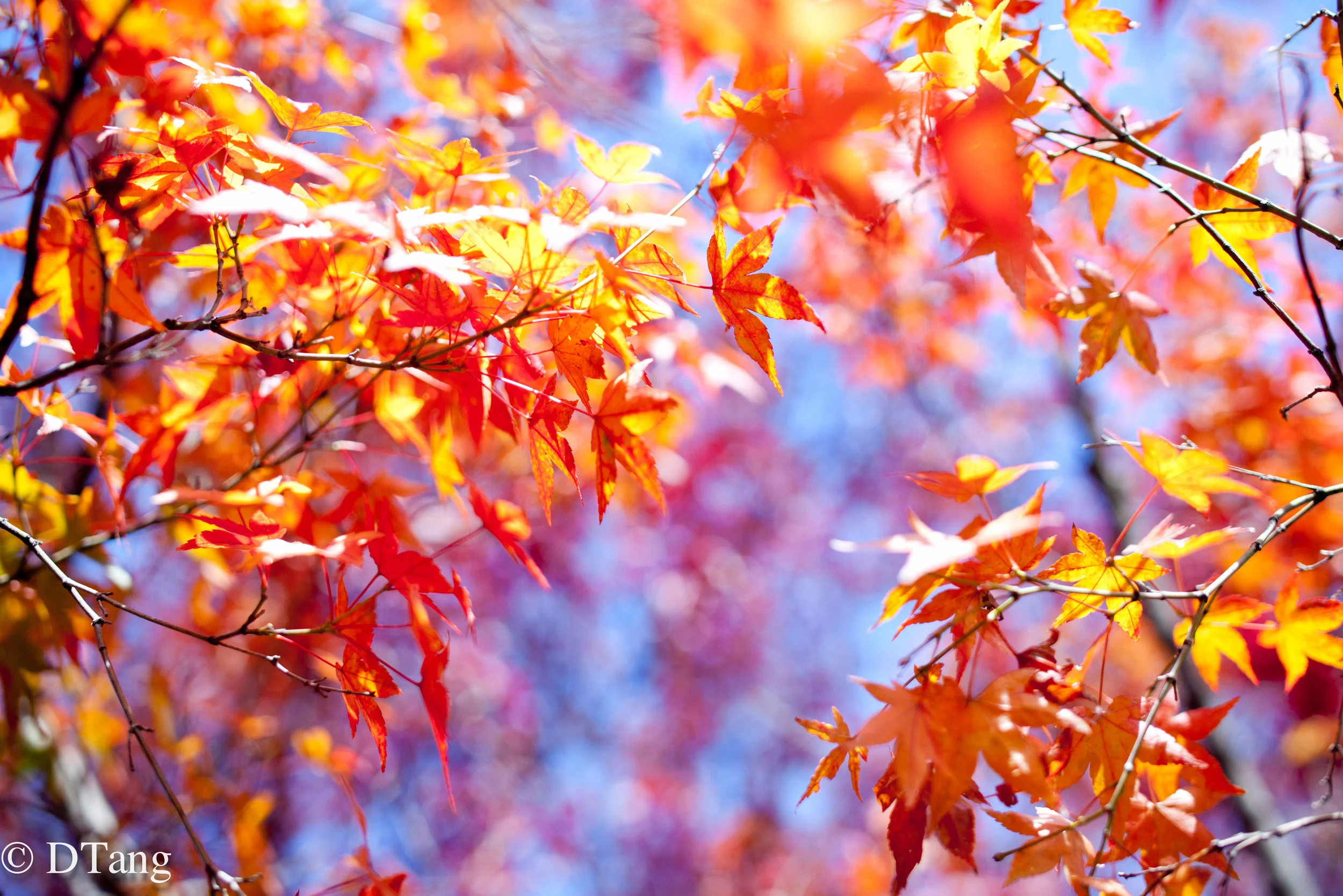Kyoto 紅葉-4918.jpg