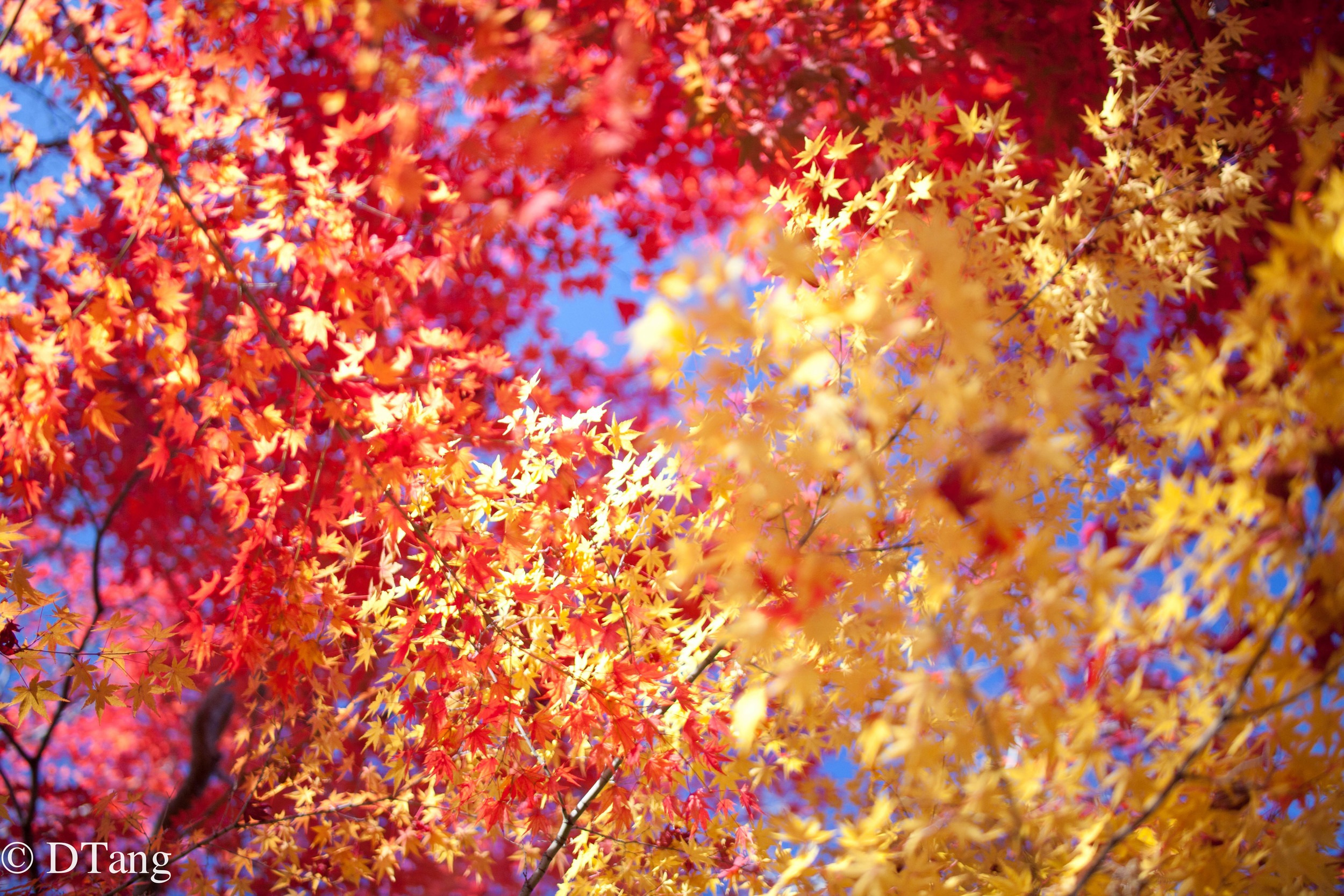 The Colors Harmonize