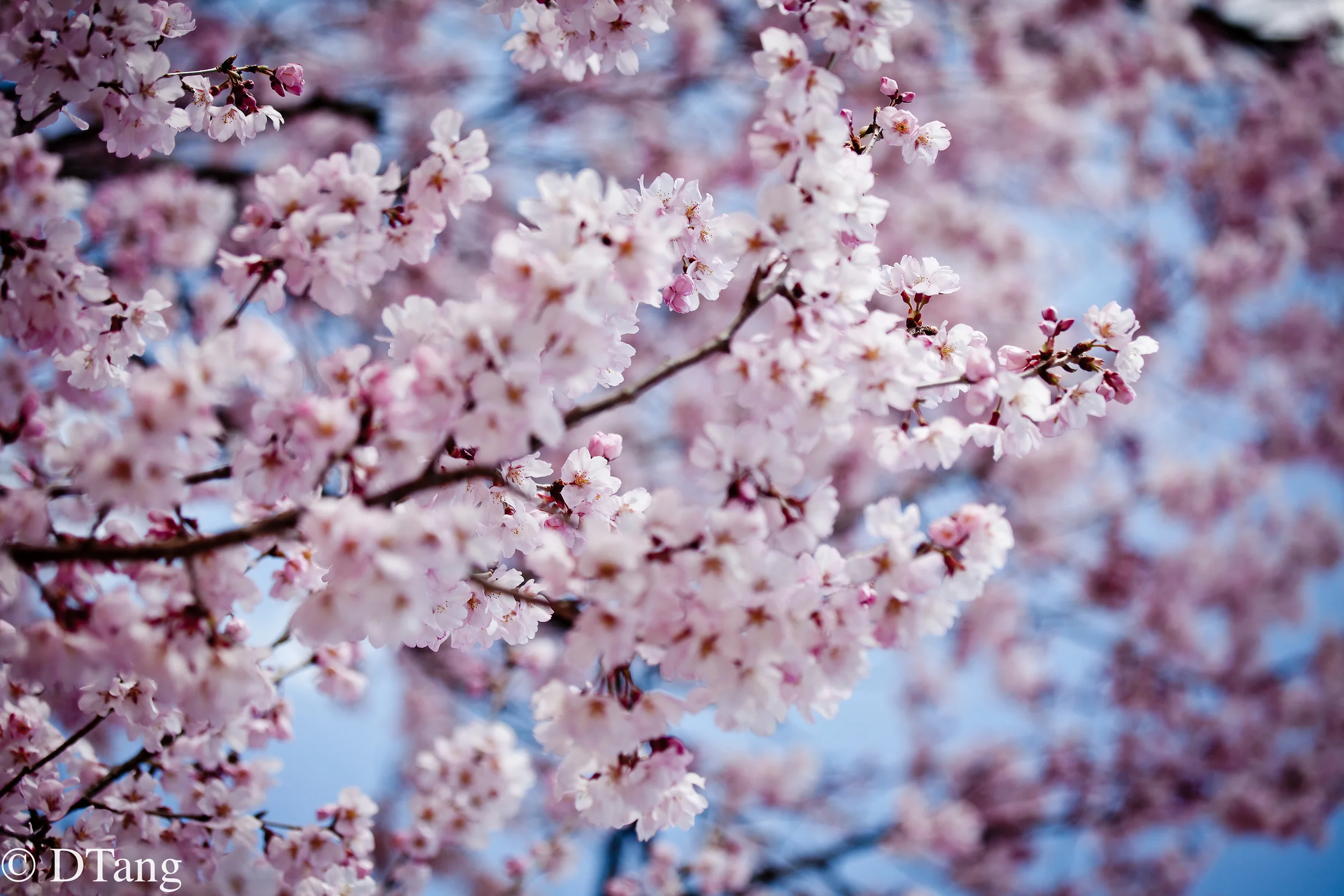 Japanese cherry blossoms