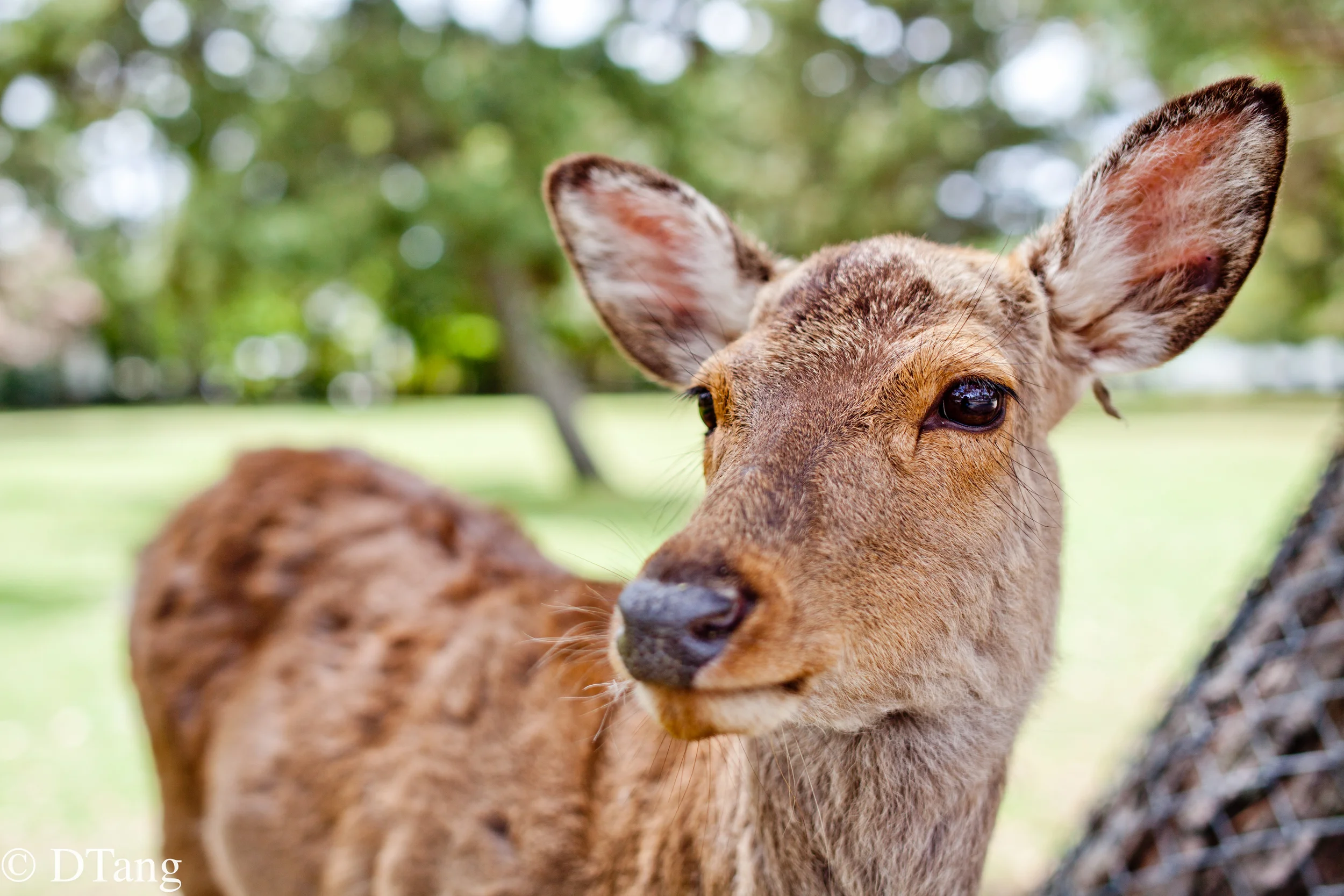Deer Portrait