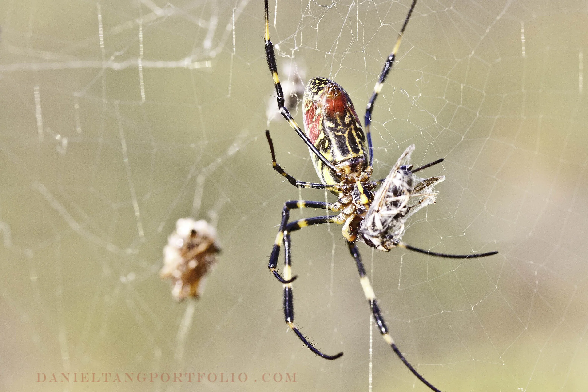 Colorful Spider