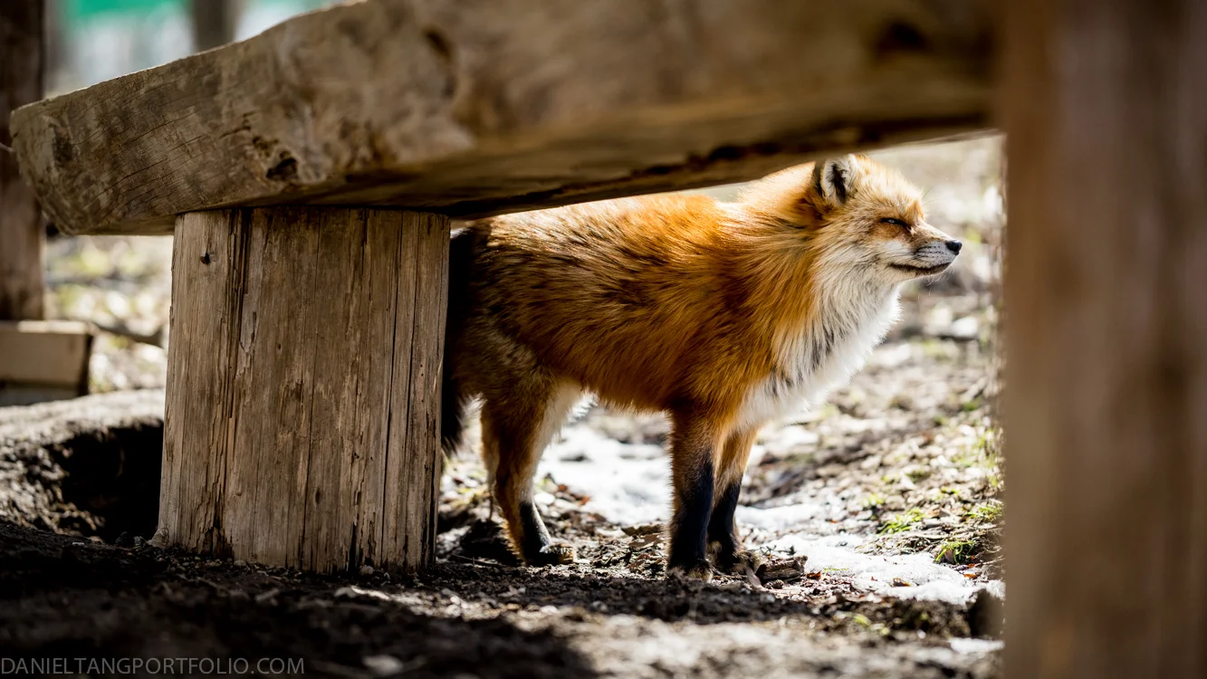 キツネ村-127.jpg