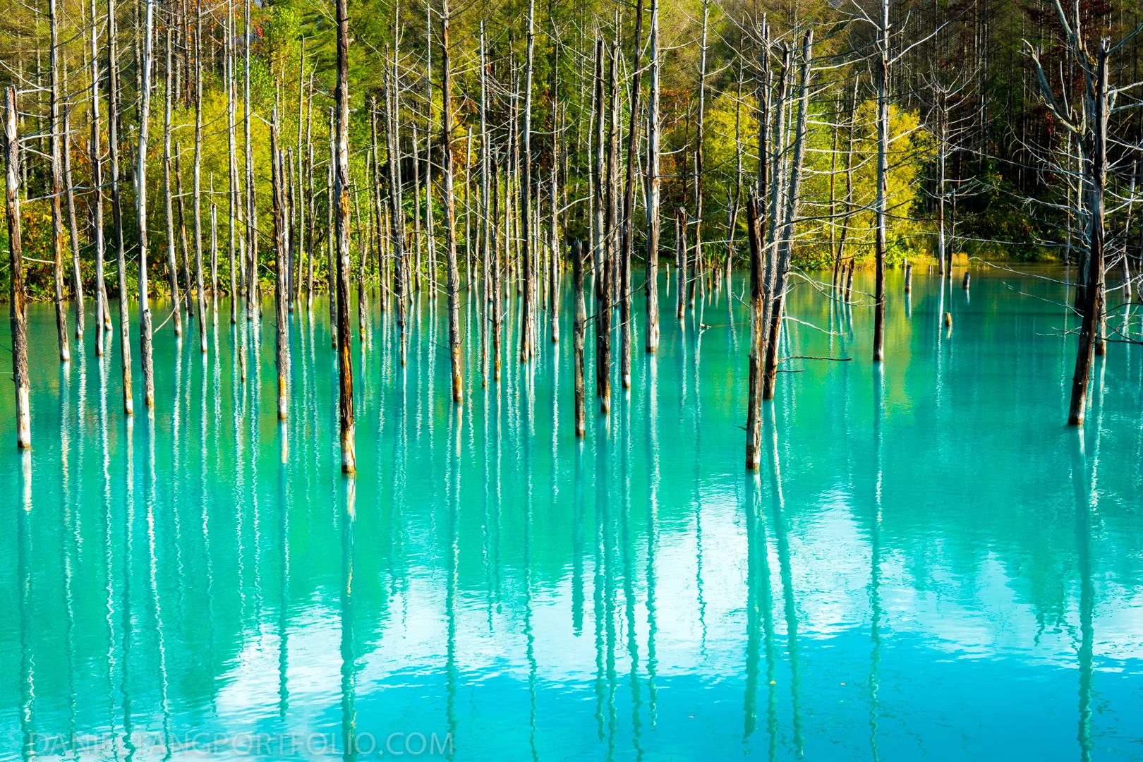 青い池 (Blue Pond)-07628.jpg