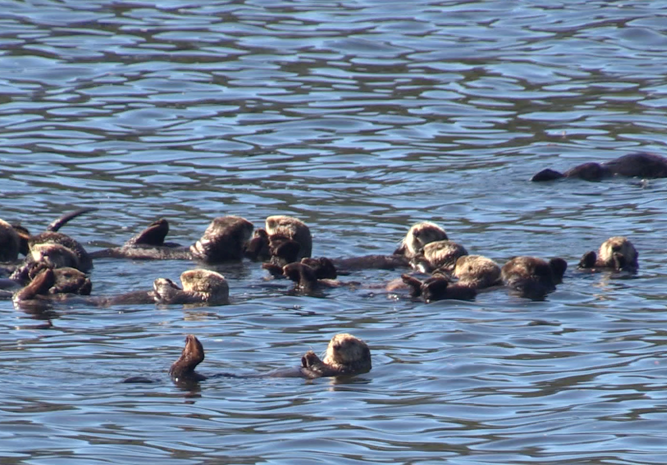 A raft of sea otters
