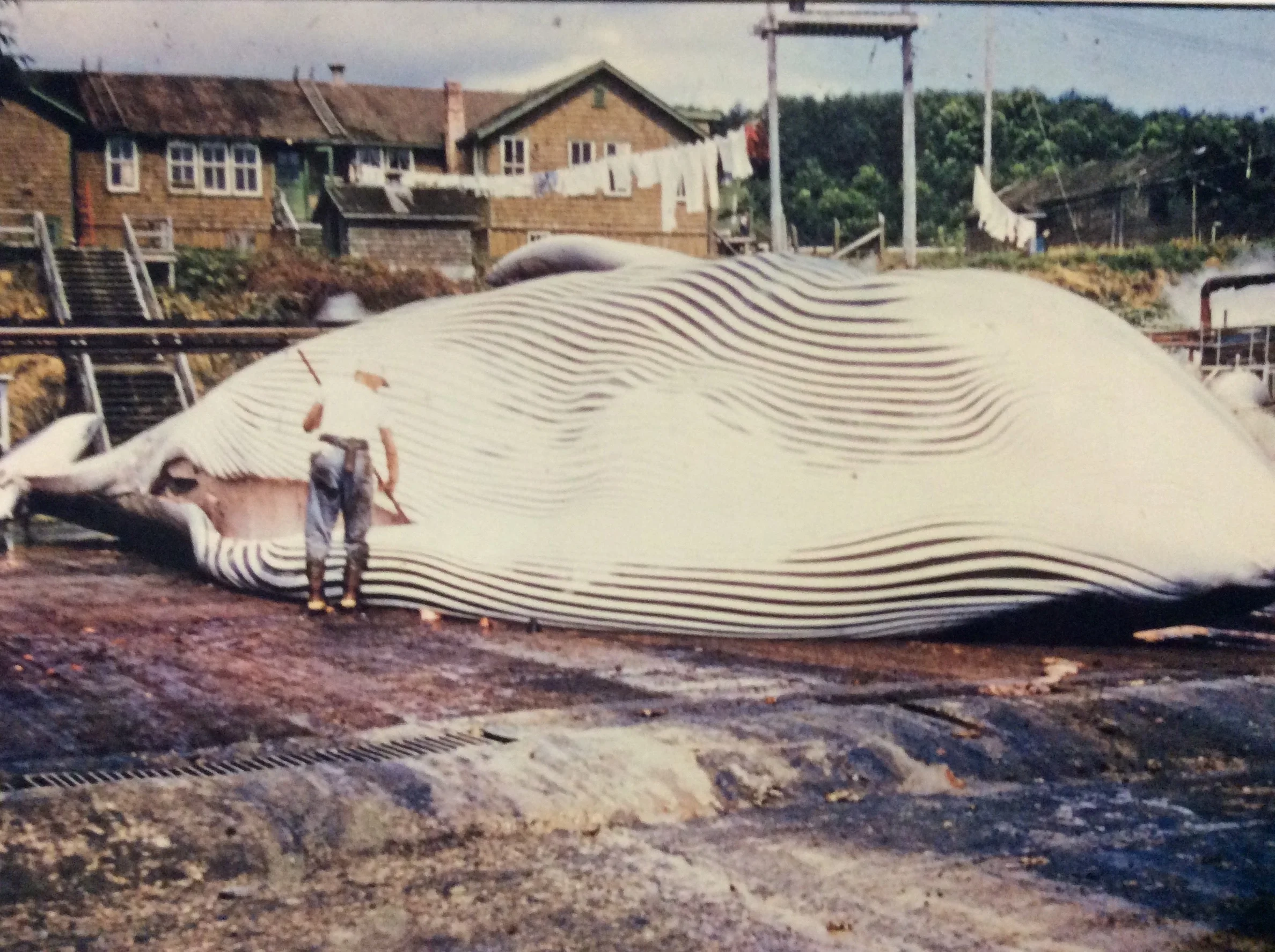 Last whaling station on the west coast of Canada