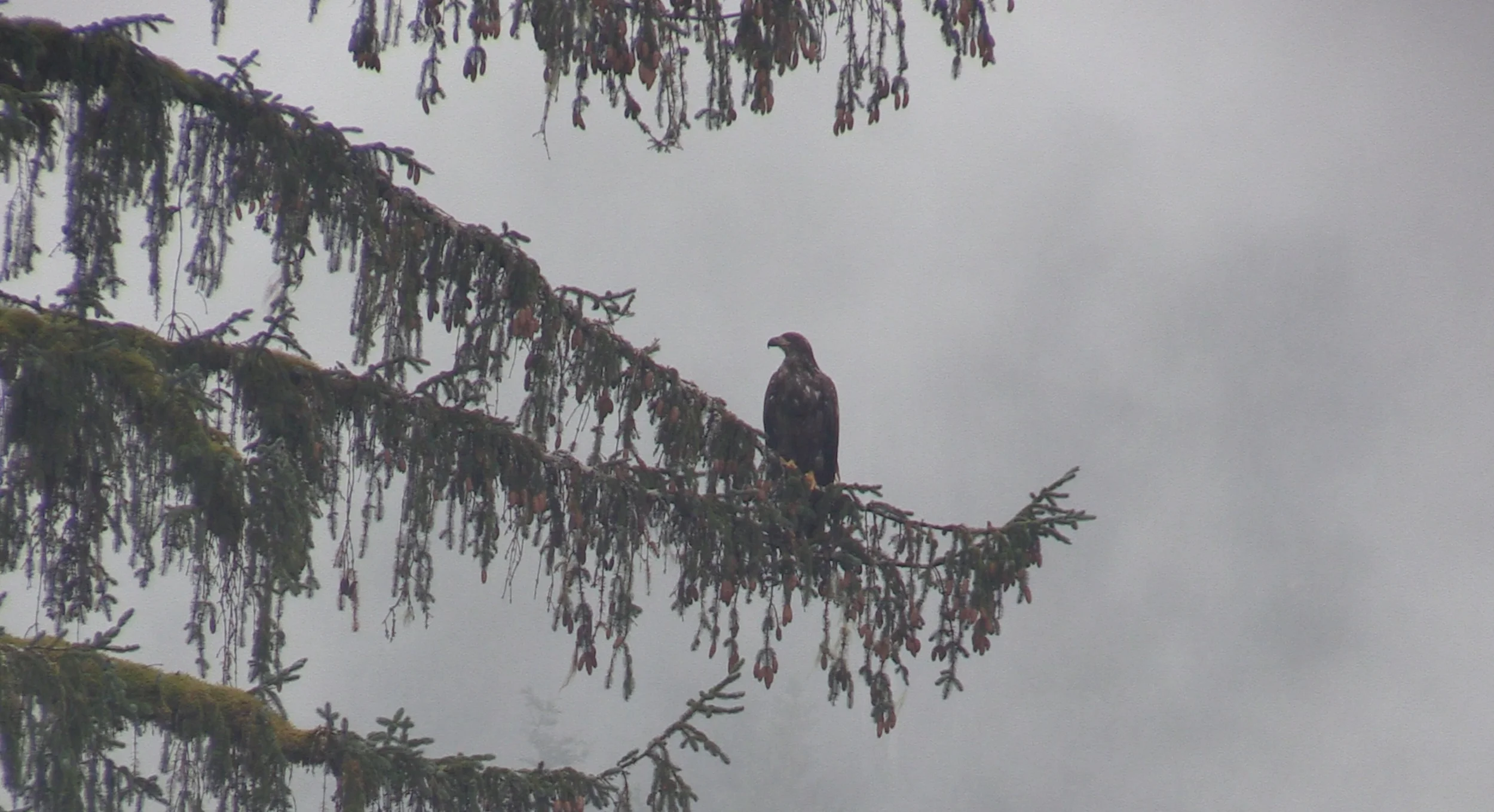 Majestic eagle
