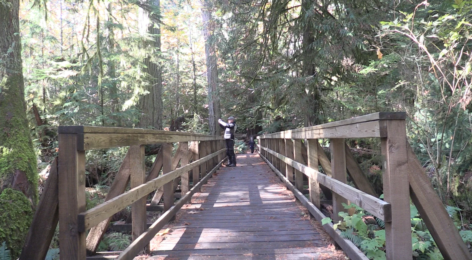 Cathedral Grove