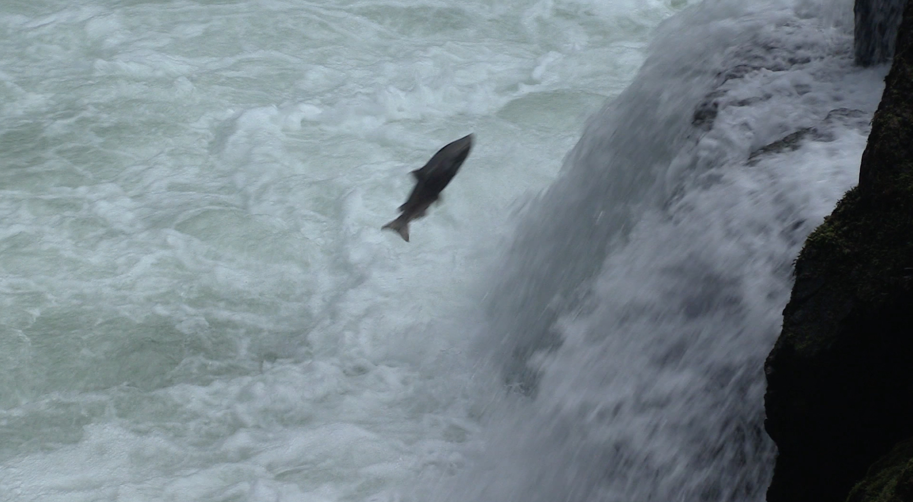 Salmon at Stamp Falls