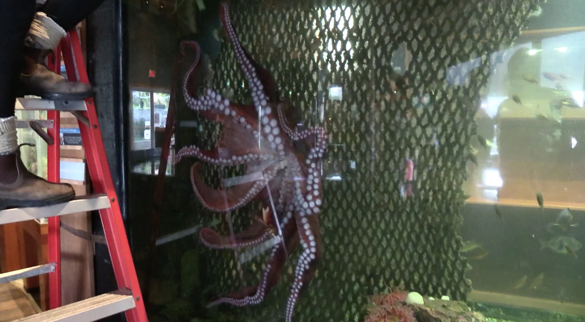 Pacific Octopus