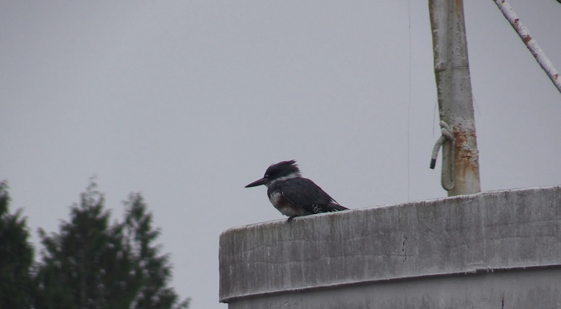 Kingfisher on the Canadian Princess