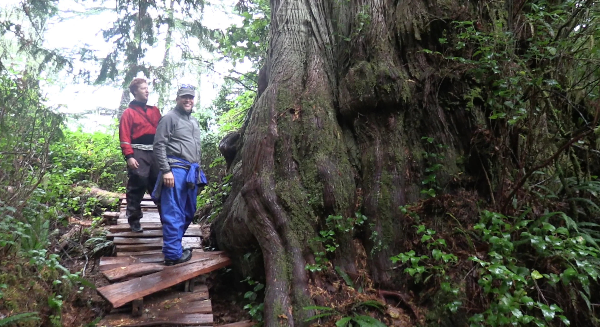 Meares Island = big