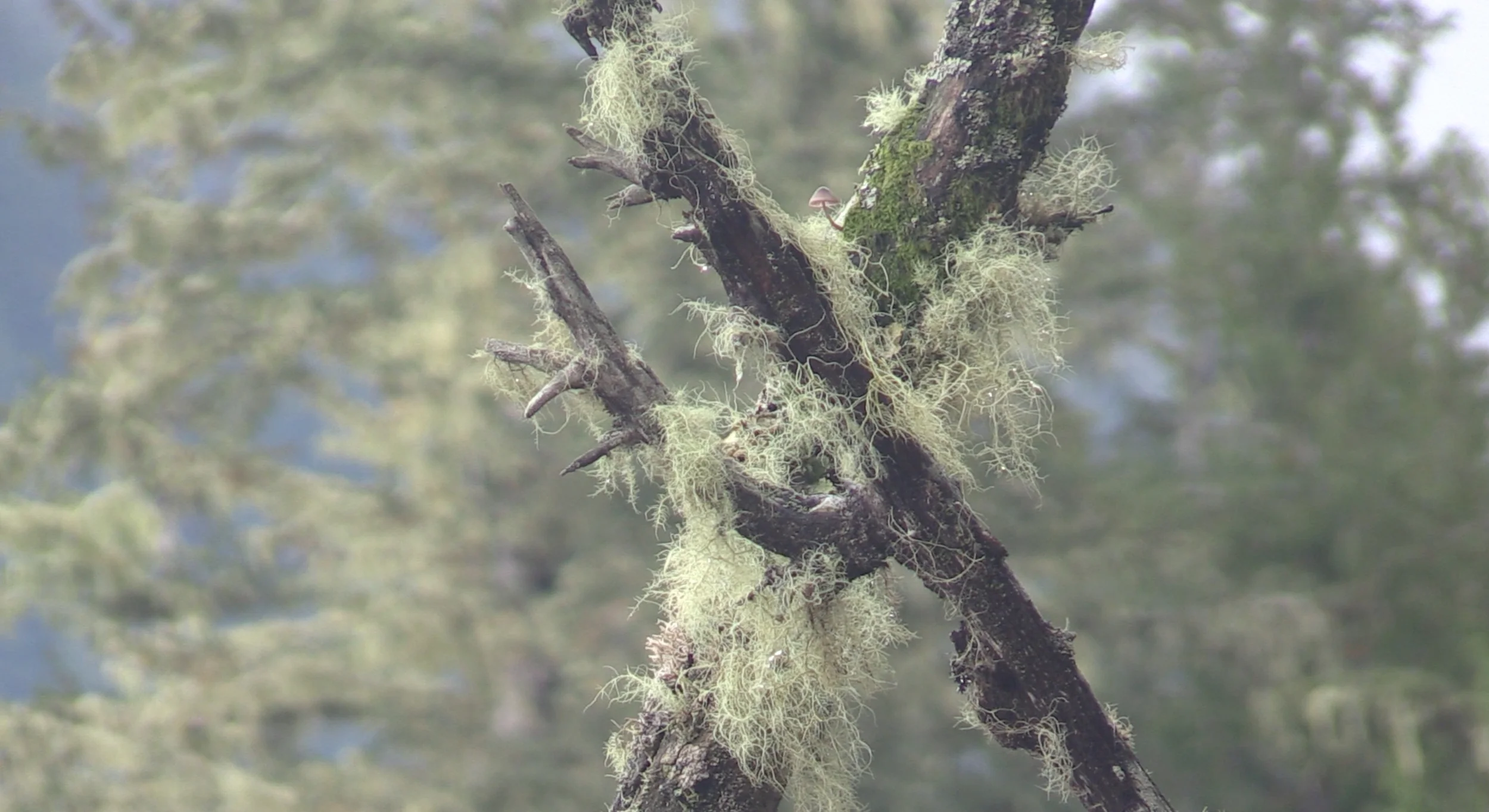 Meares Island = small