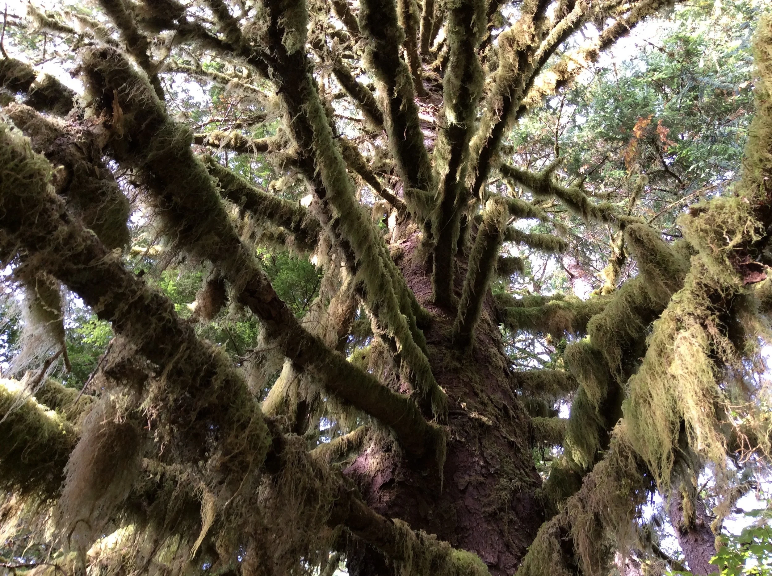 'Old Growth'