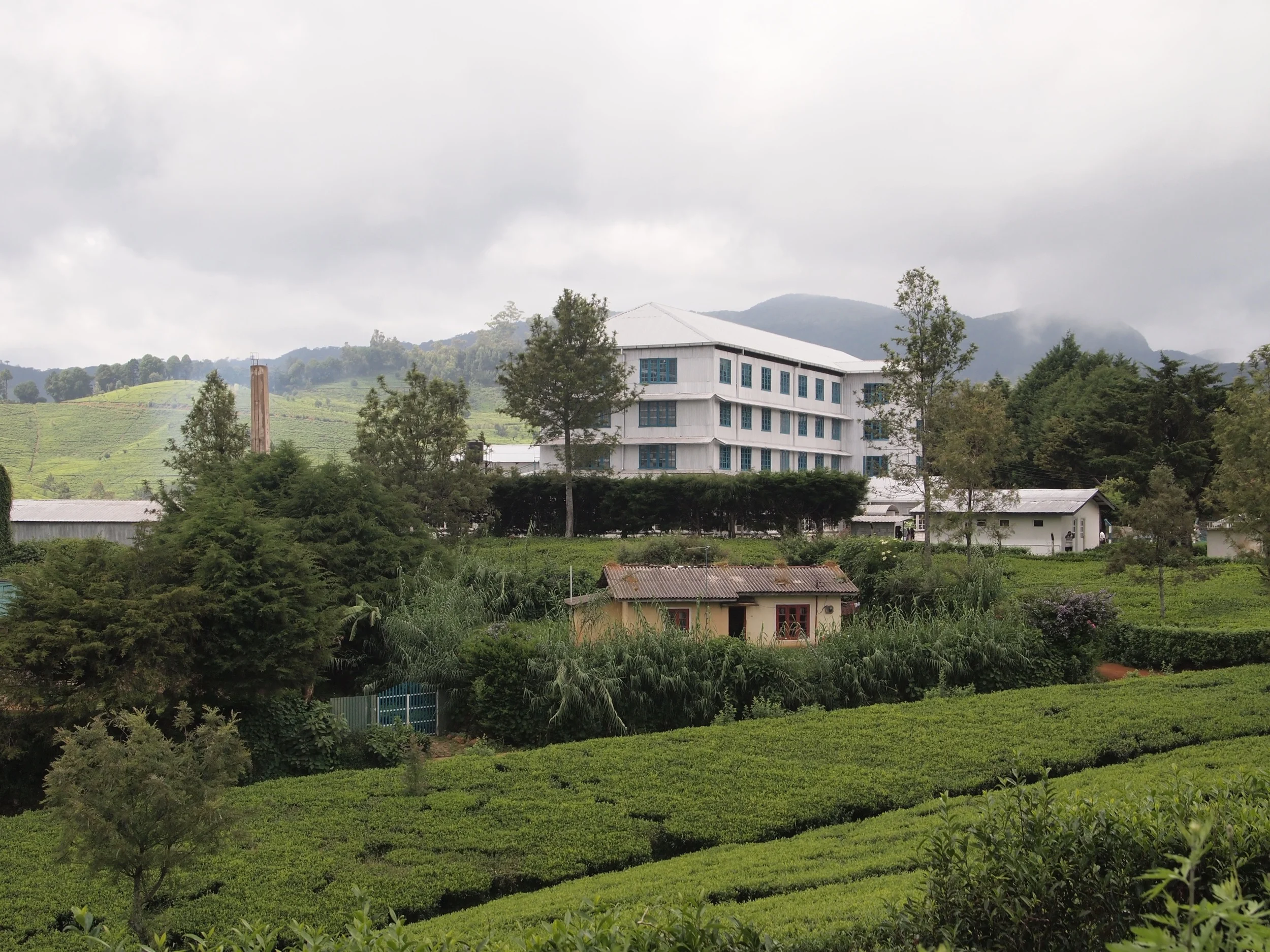 Surrounded by tea bushes