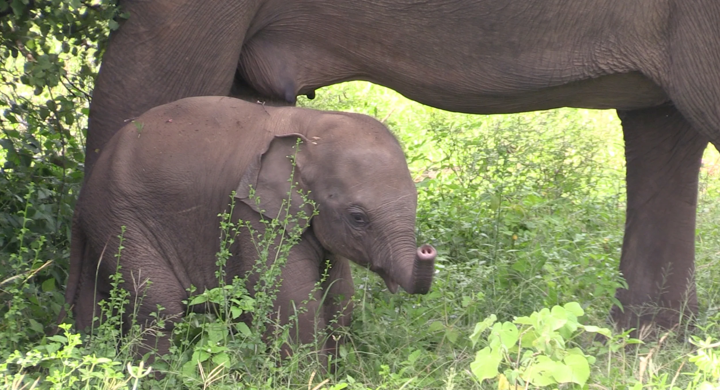 Sri Lanka has the densest population of wild Asian elephants
