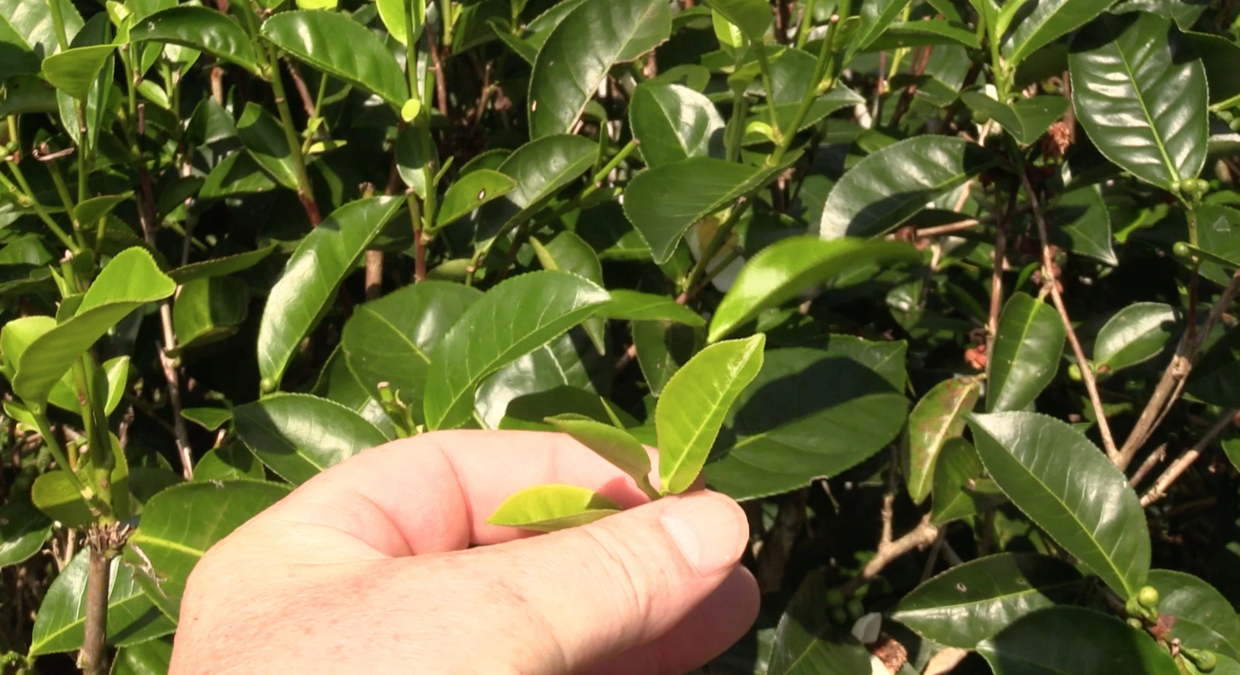 Camellia Sinensis