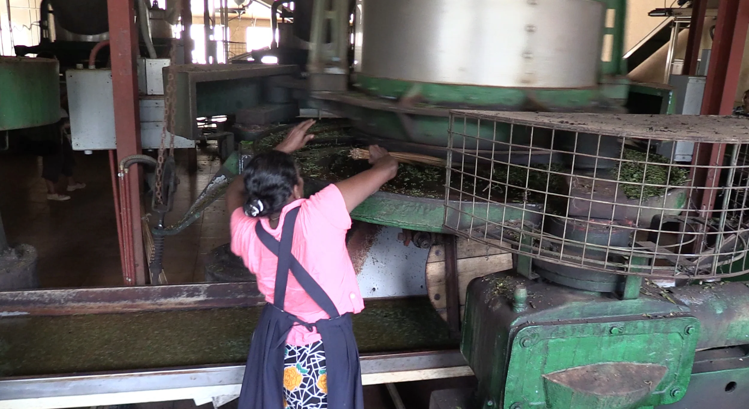 Yesterdays pluckings being processed on the main floor