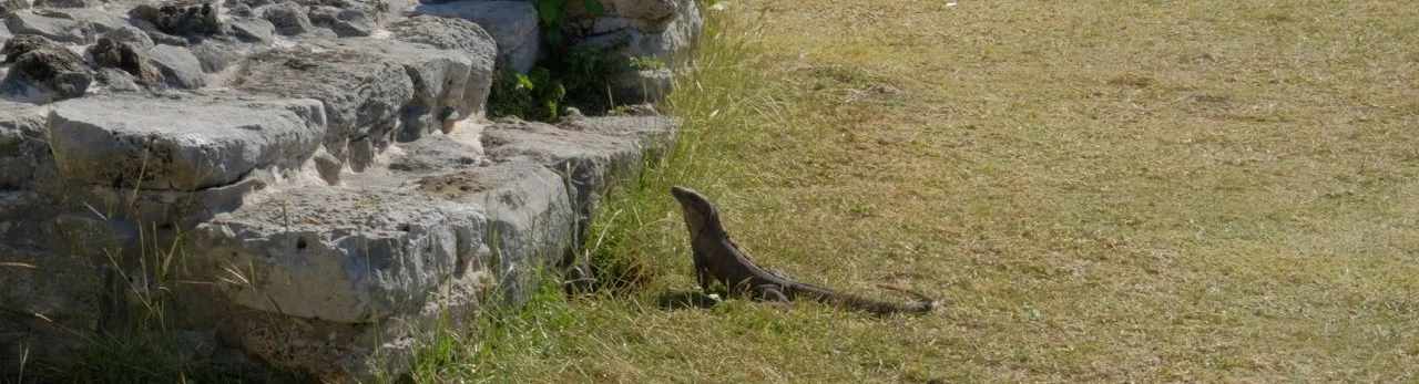 lizard.jpg