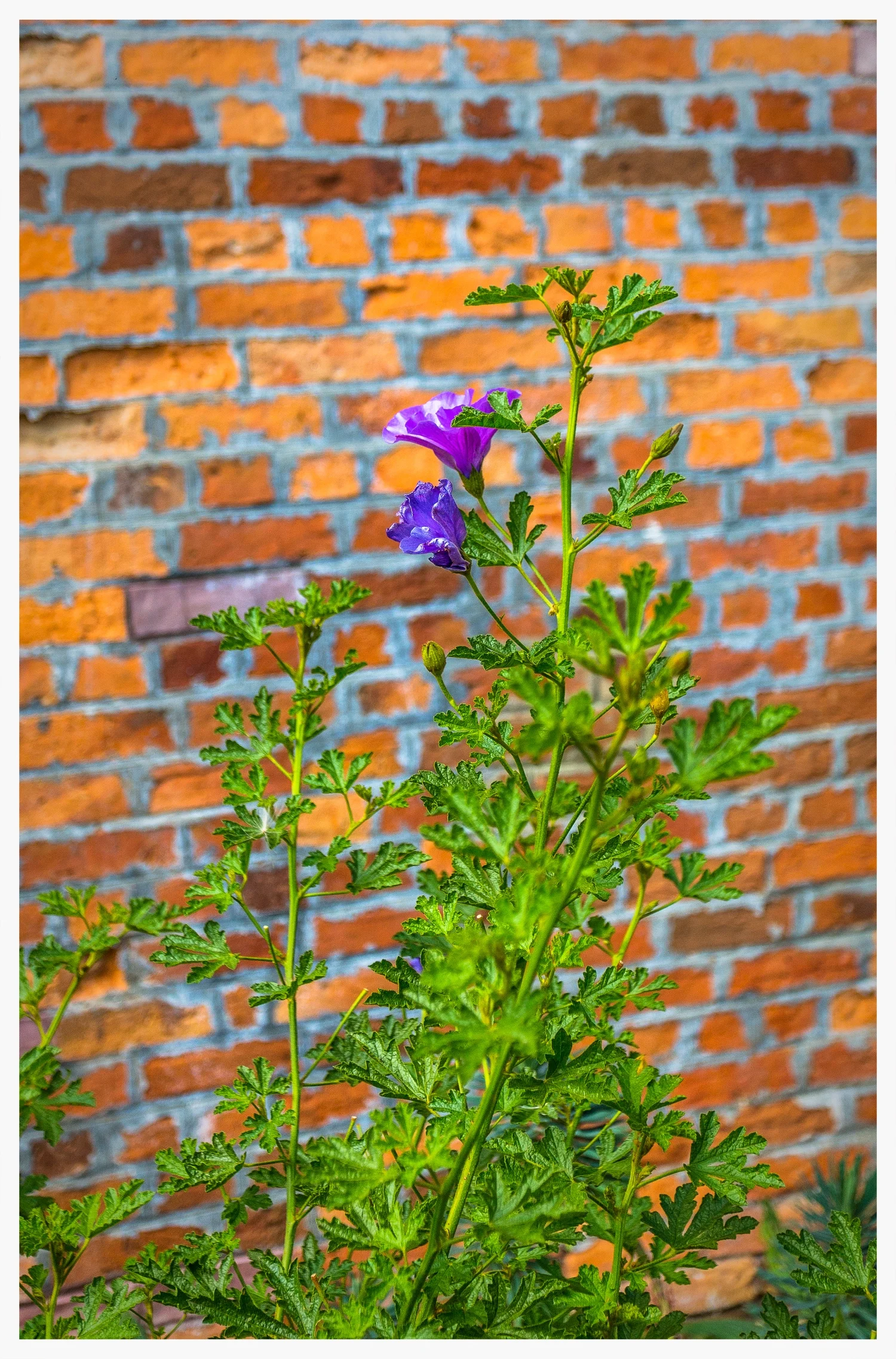 Blume vor Backsteinwand.jpg
