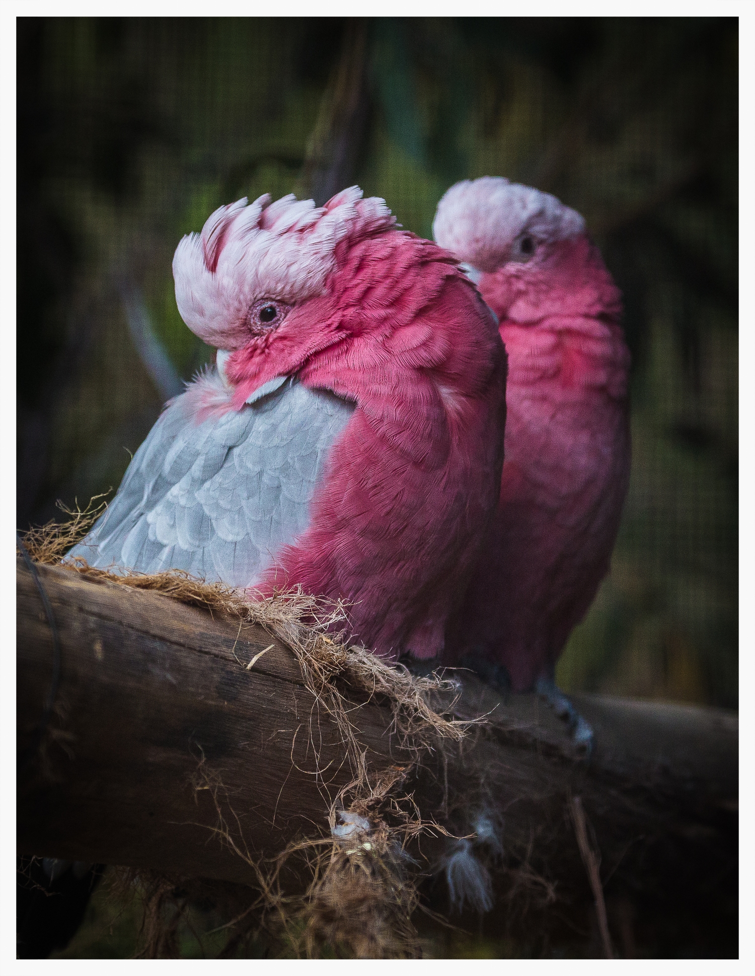 Parrots.jpg
