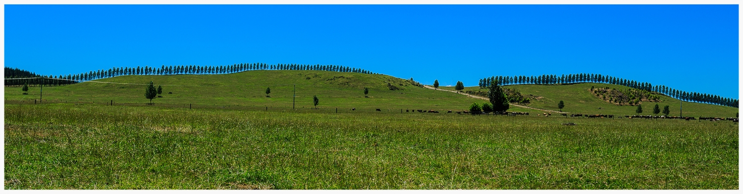 Poplars.jpg
