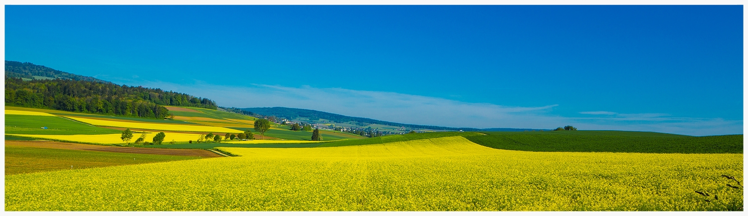 Raps im Frühling.jpg
