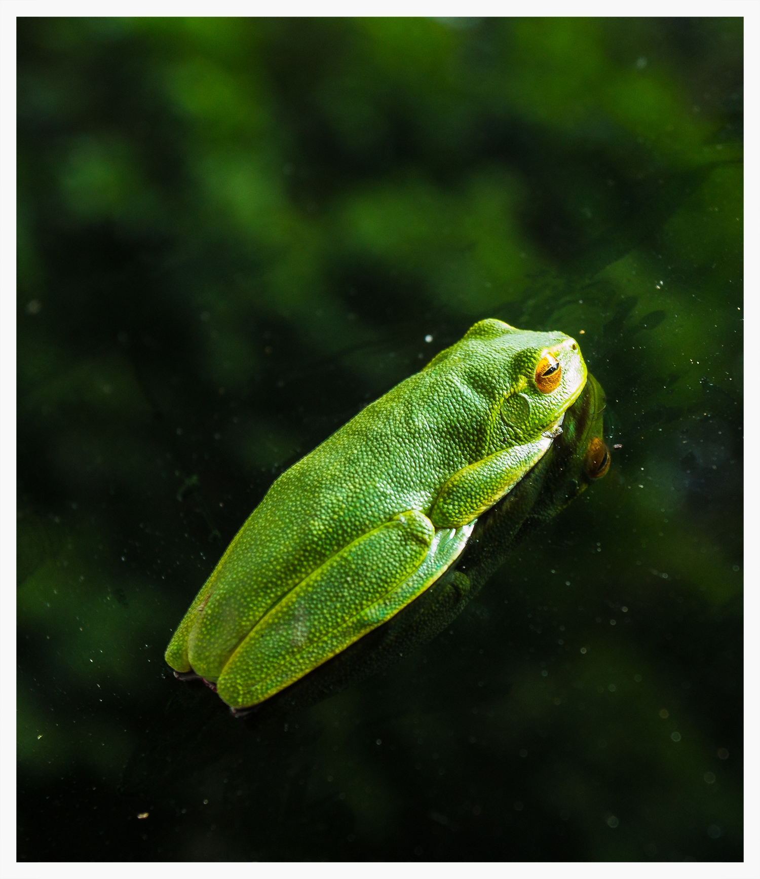 Frog.jpg