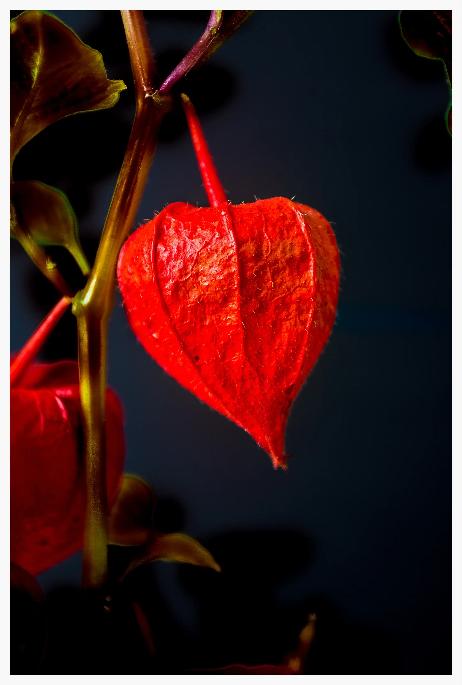 Lampion Blume.jpg