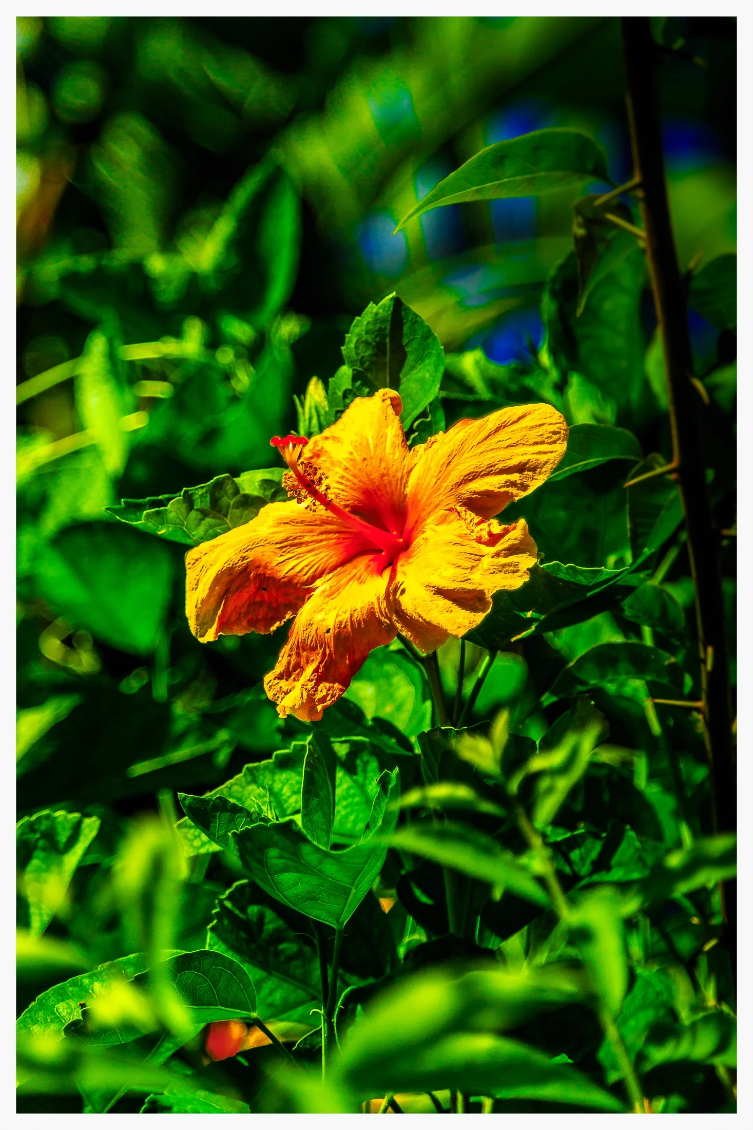 Gelbe Blume.jpg