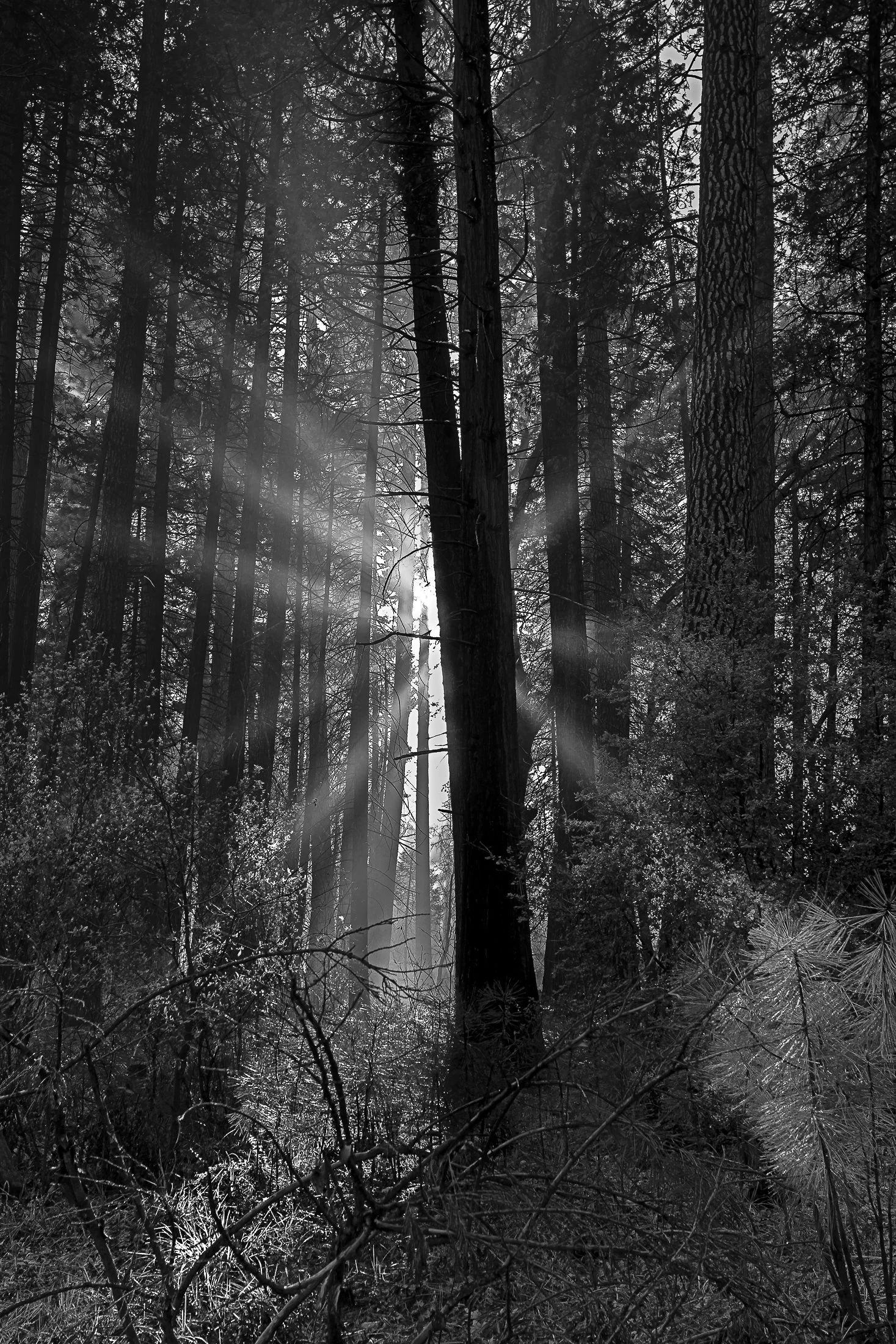 Yosemite Forest B+W.jpg