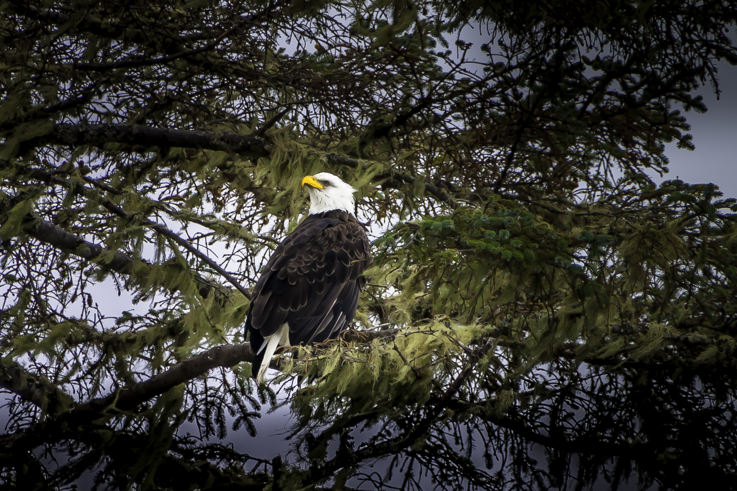 Bald Eagle BC/Canada