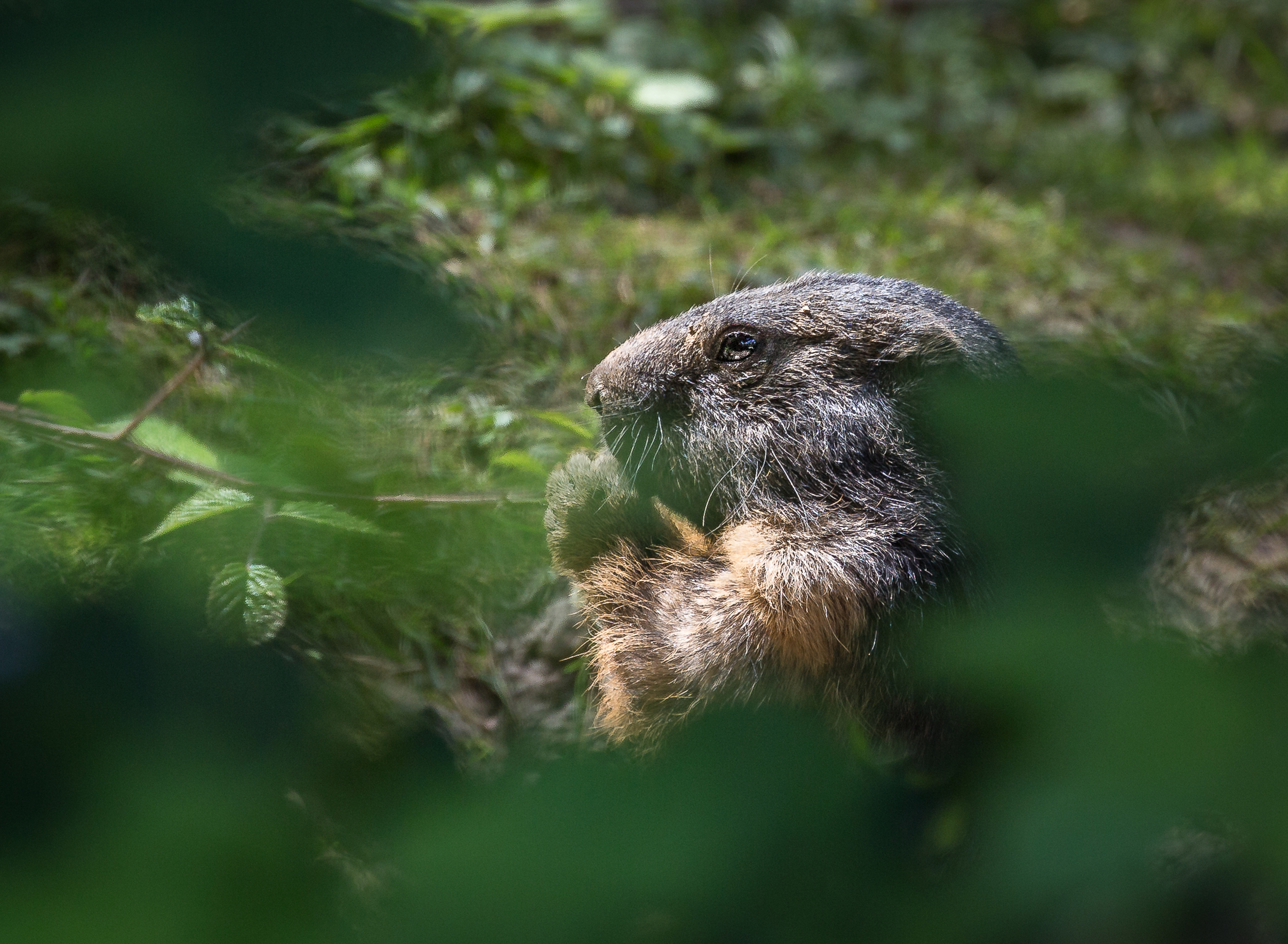 Marmot