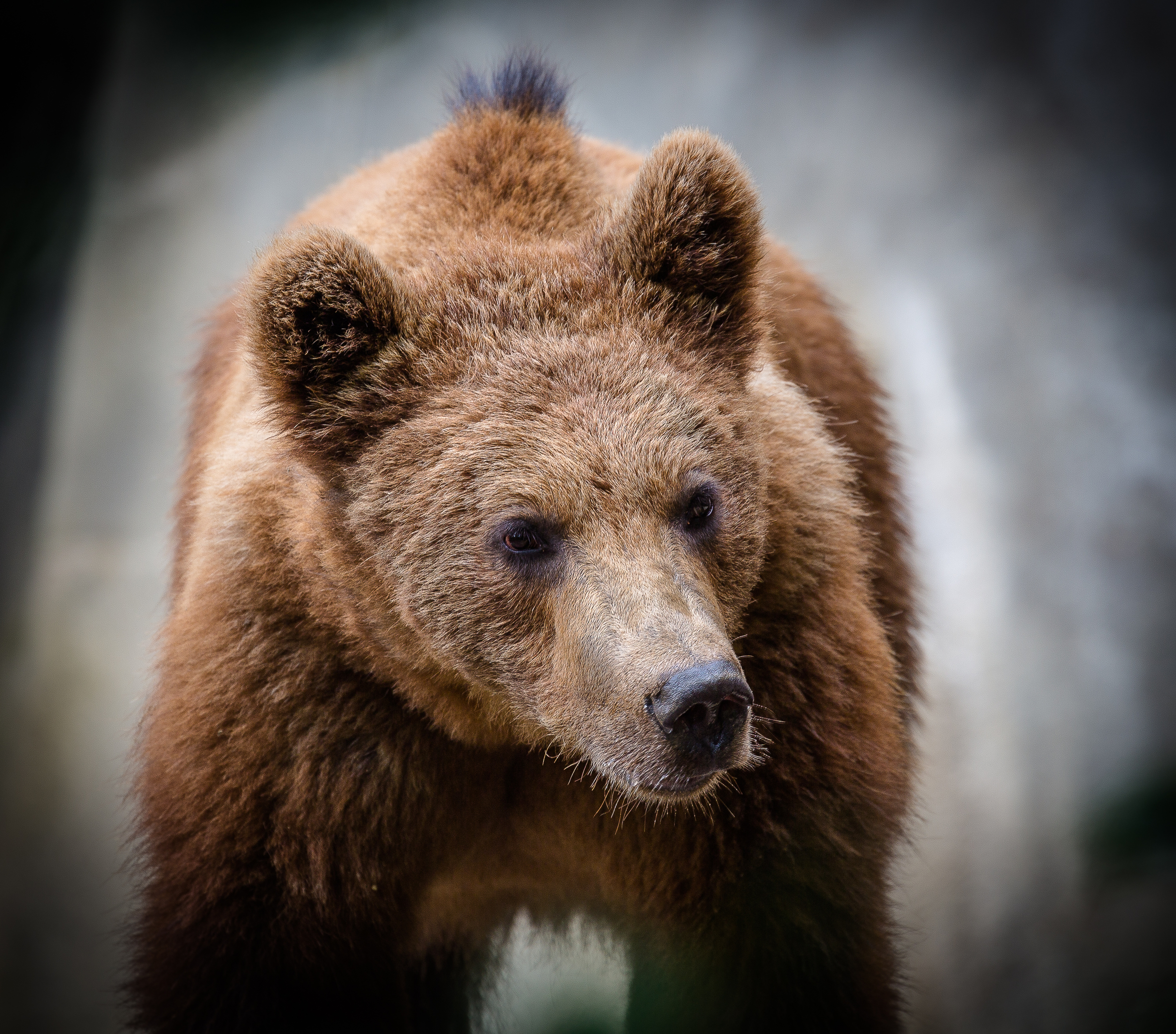 Brown Bear