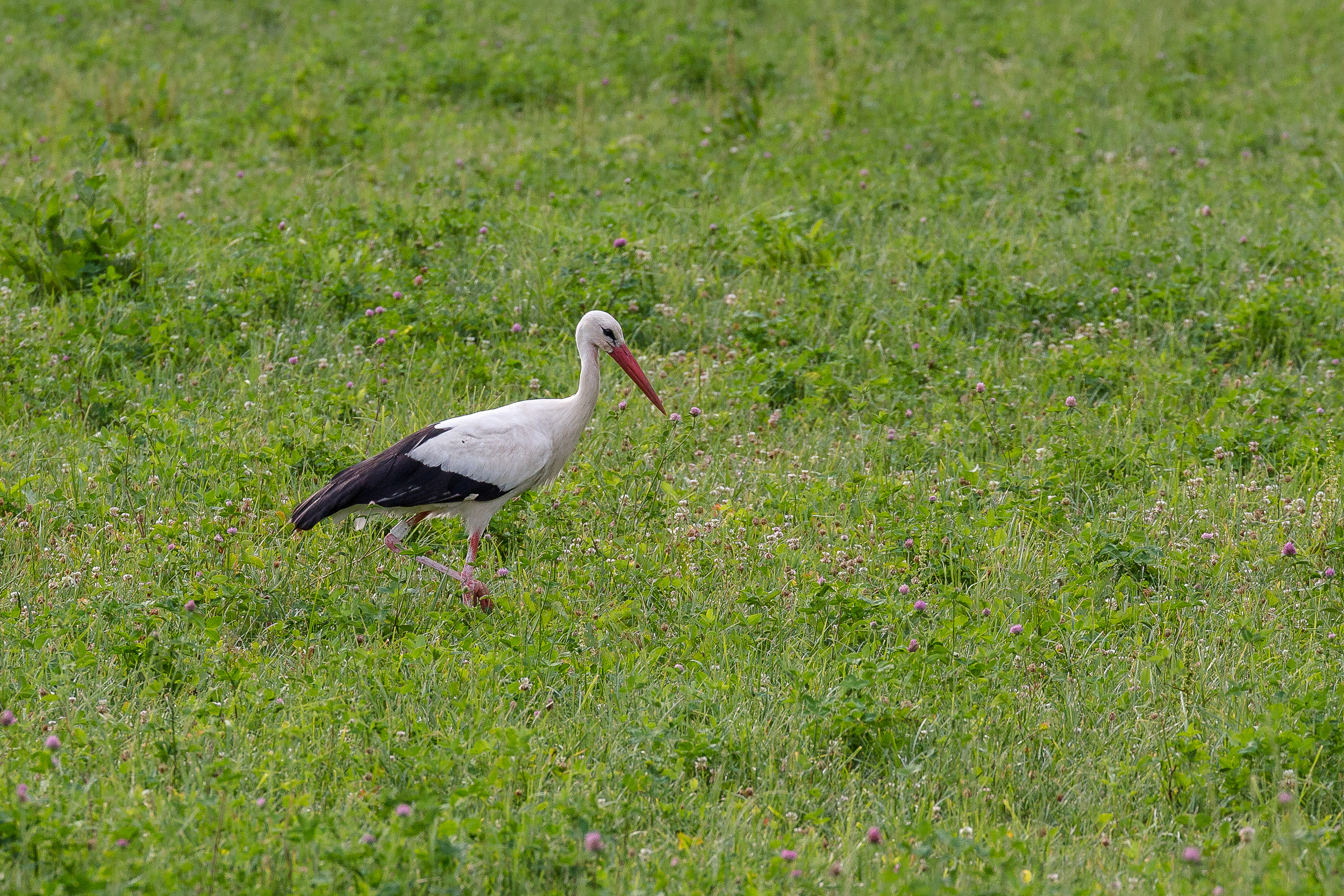 Stork in Regensdorf