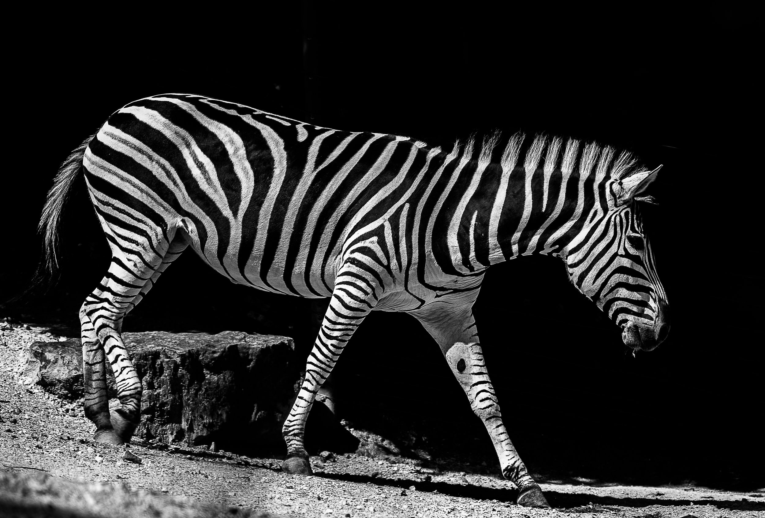Zebra.jpg