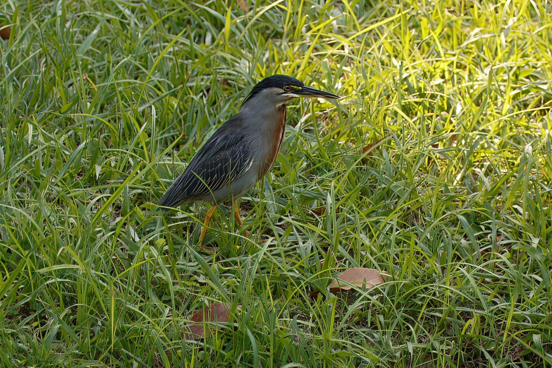 BirdEZ4B0607Rio-rawdenoise-sharpen-crop.jpeg