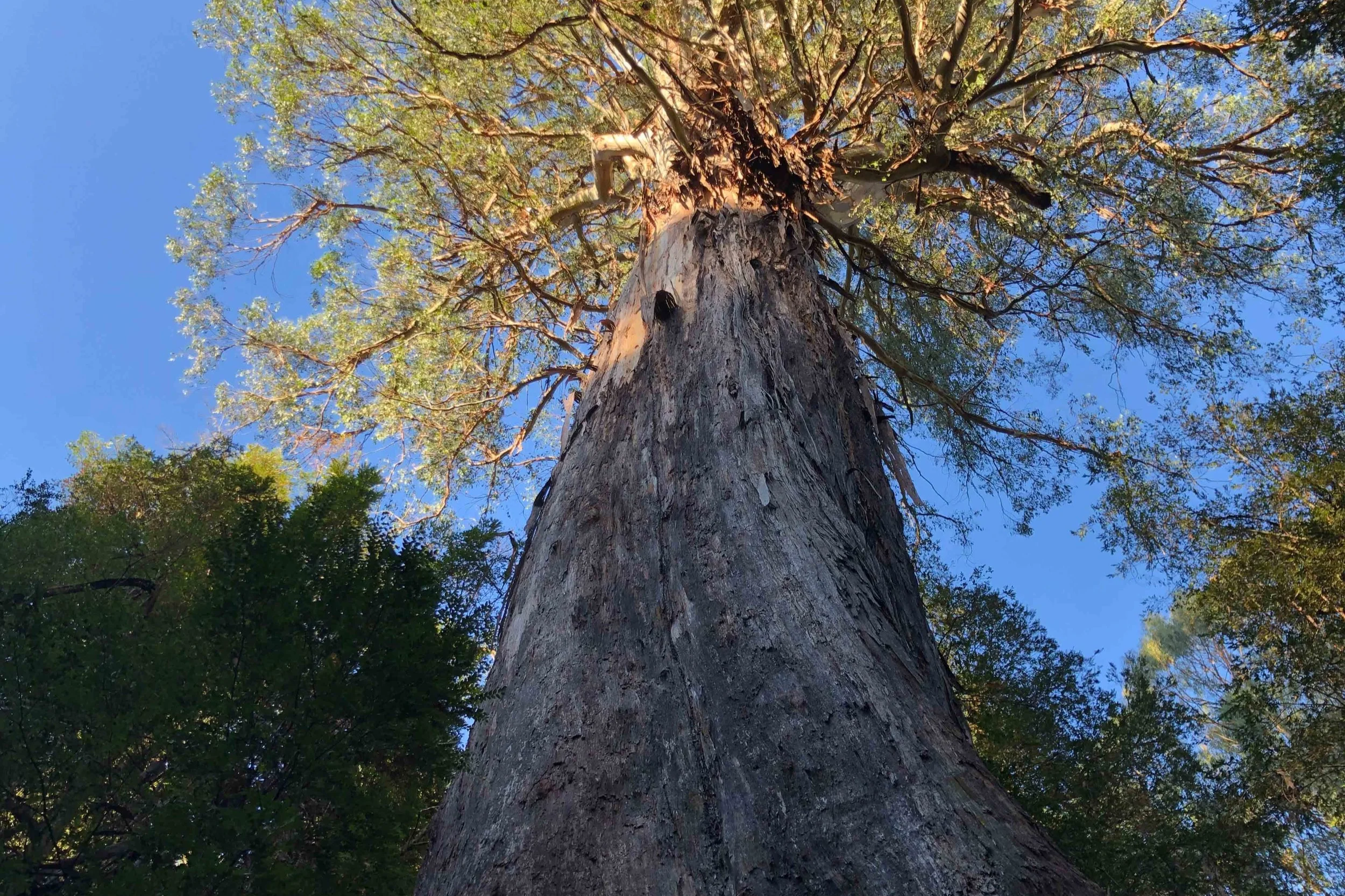 Ada Tree catching the early morning sun