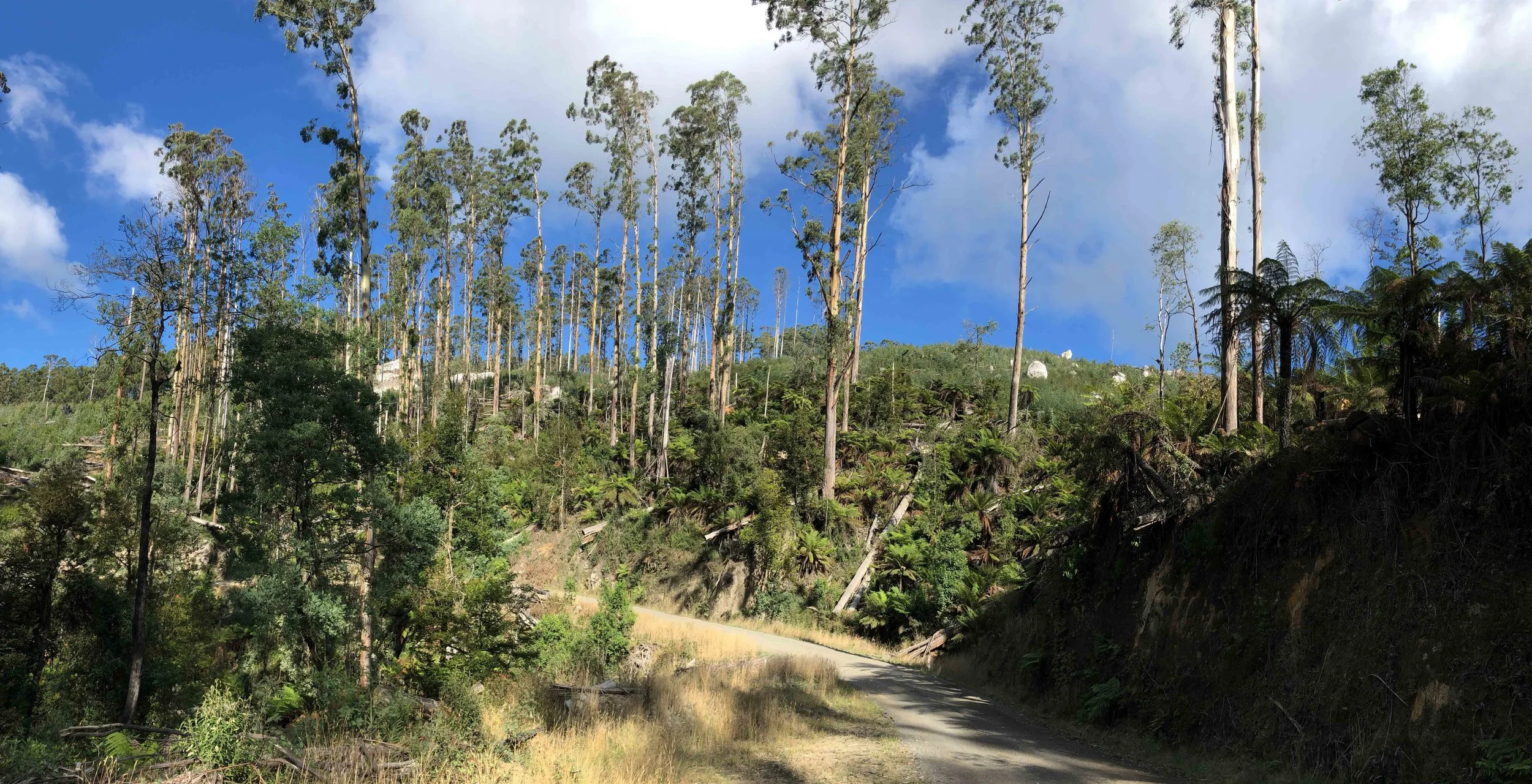Recently logged coupe. Some trees have been left which one day could bear crucial hollows for critters.