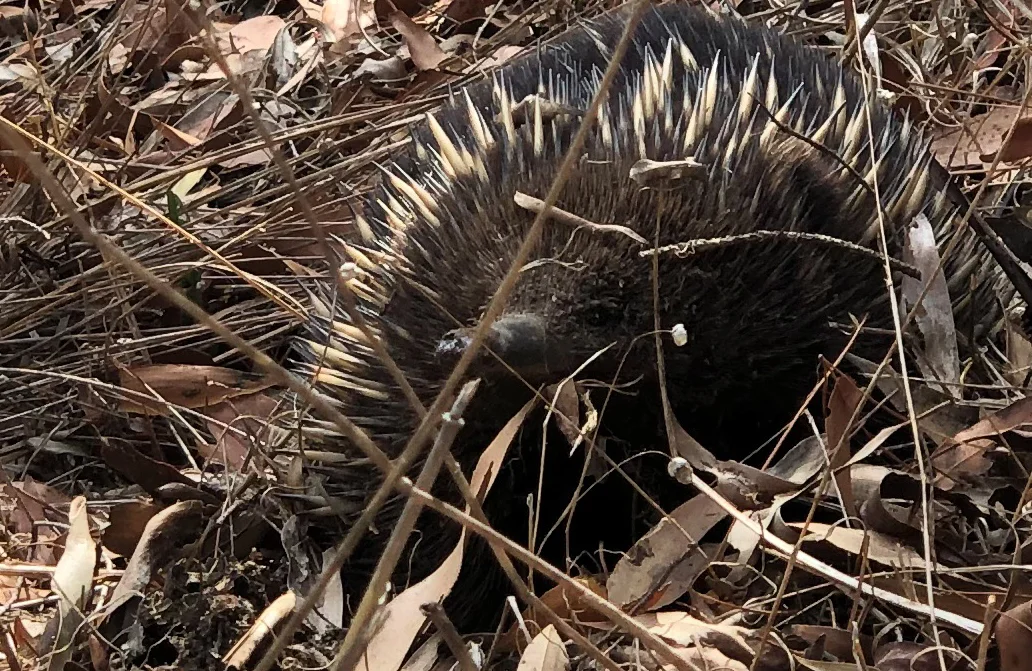 Ah Mrs Echidna. Australia’s most widely distributed marsupial.