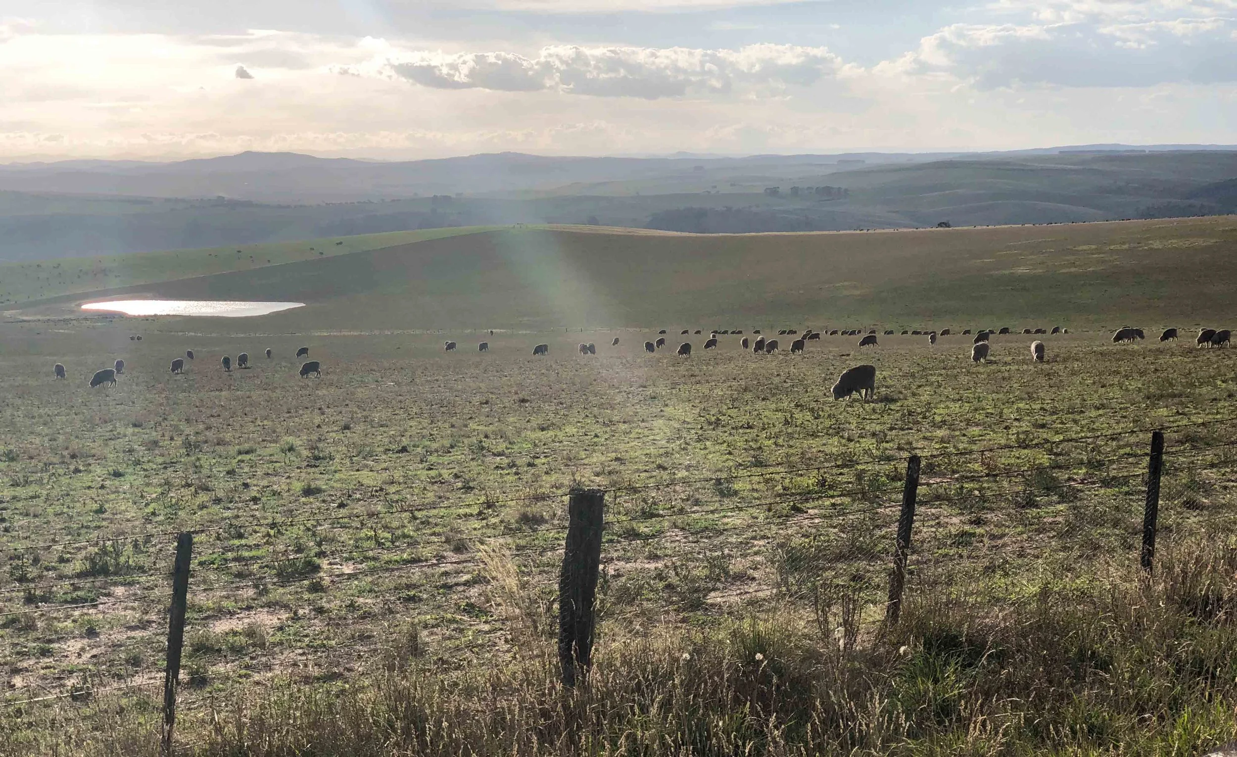 The high fields to the north of Bombala on Gunningrach Rd. Trees anyone?