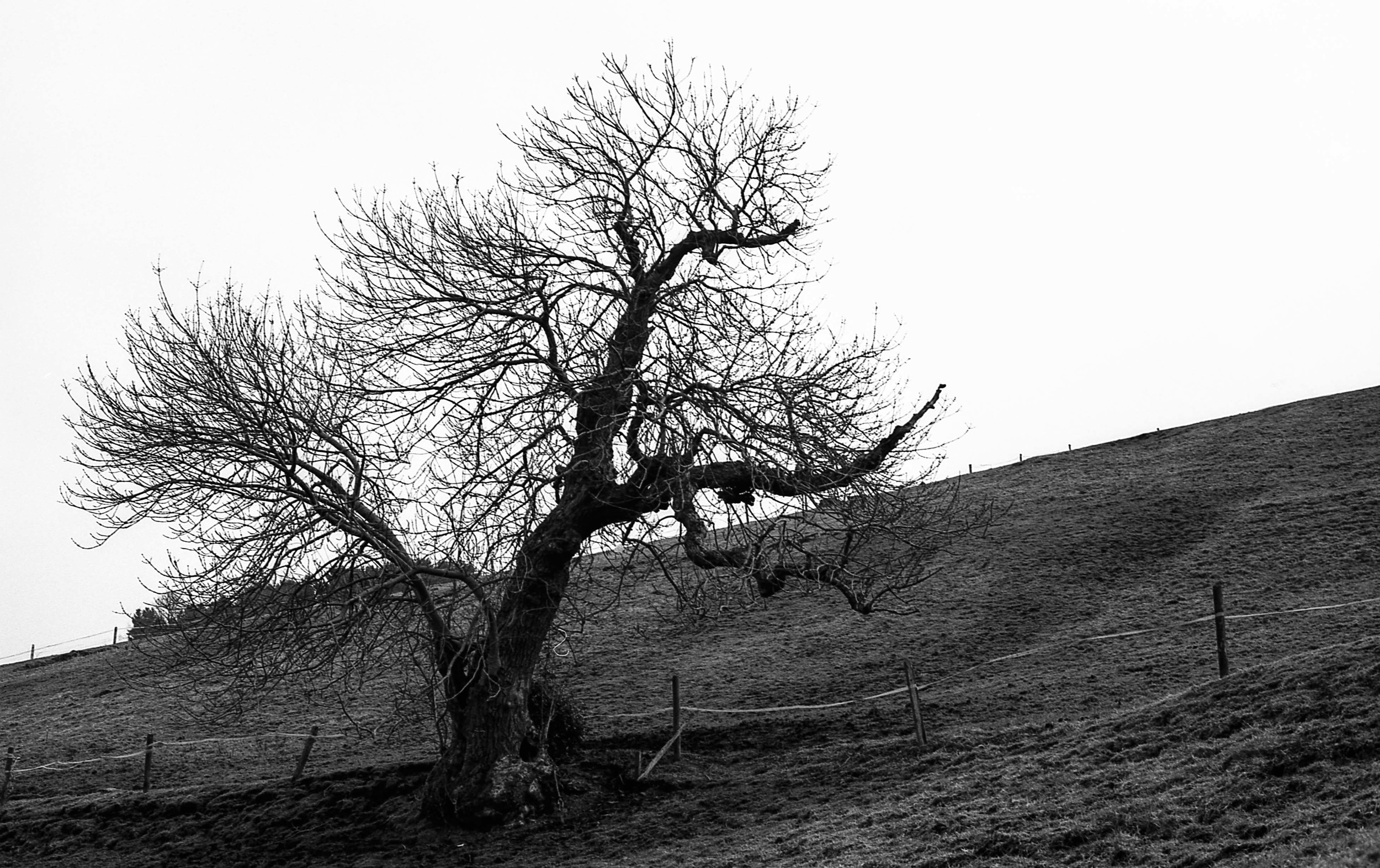 great tones and fine grain - Rollei Retro 80s - my new fave film!