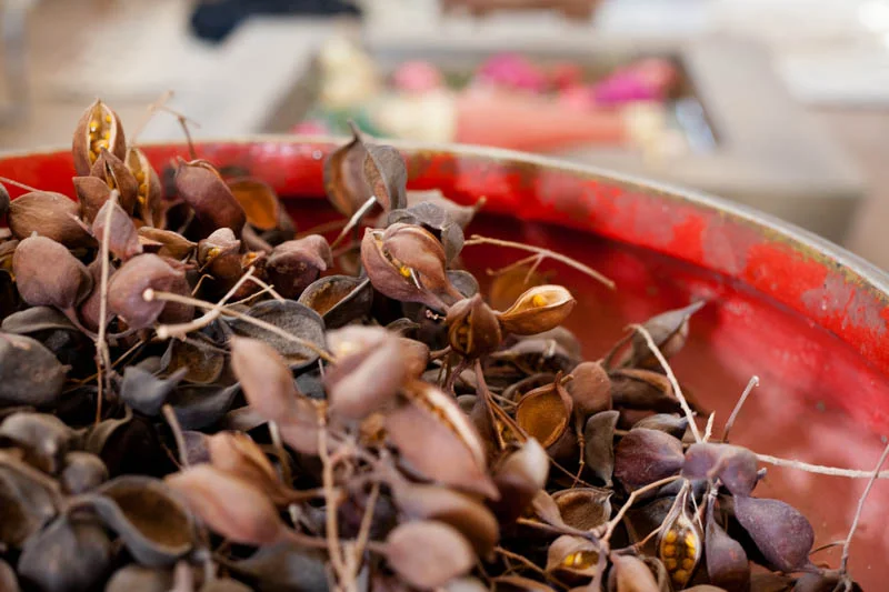 Marrakesh: and a tale of Fall colors at Peacock Pavilions