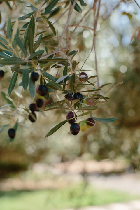 Peacock Pavilions Hotel: and a tale of Moroccan Olive Picking