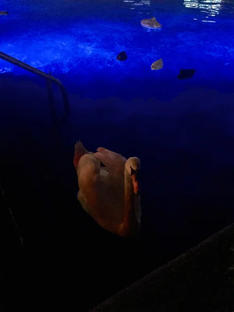 Everywhere: and a tale of my New Year’s Resolution