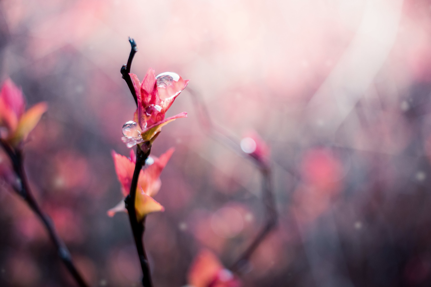 IMG_2685-Edit.jpg
