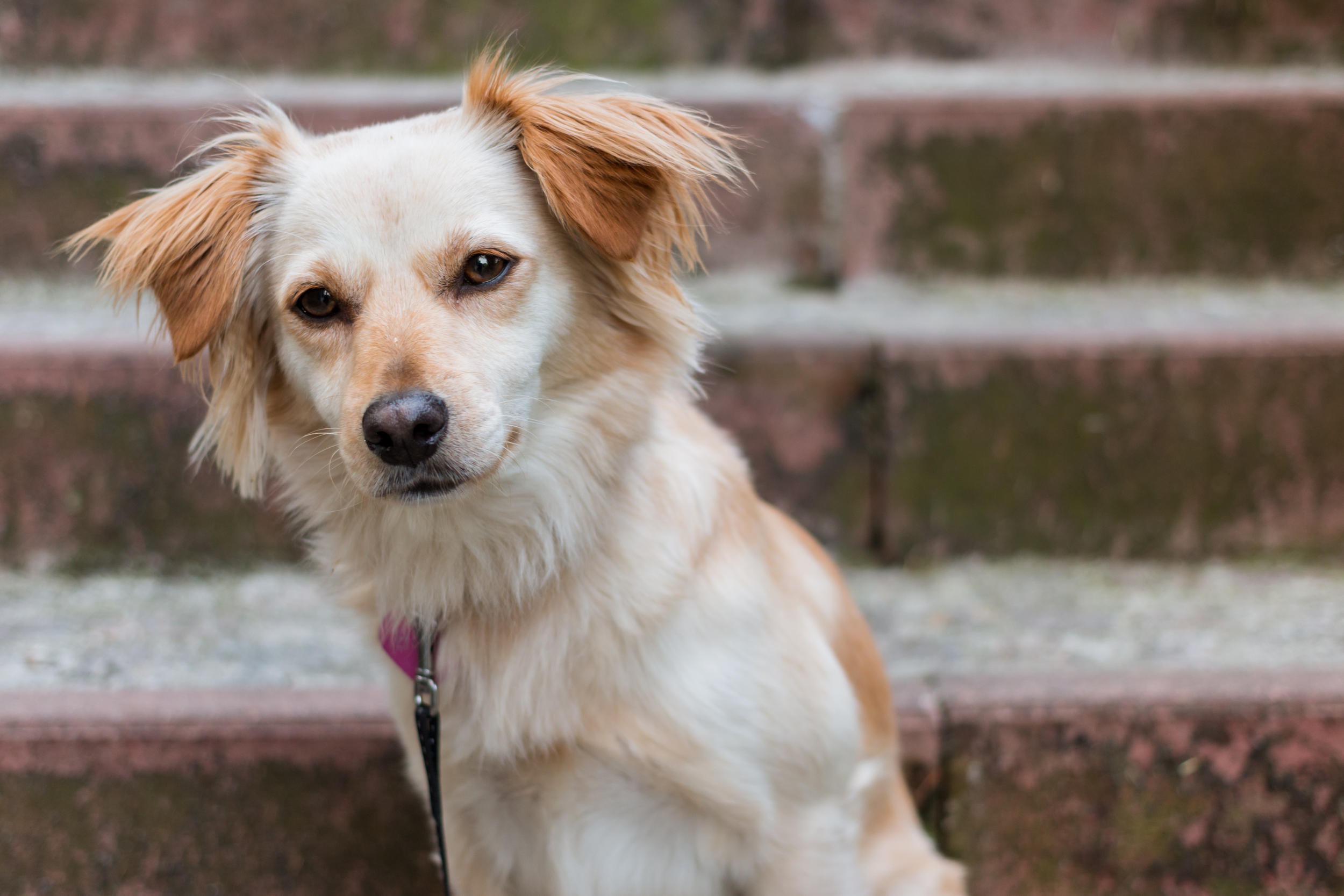 Dog Portrait by Laura Griffiths Fotografia