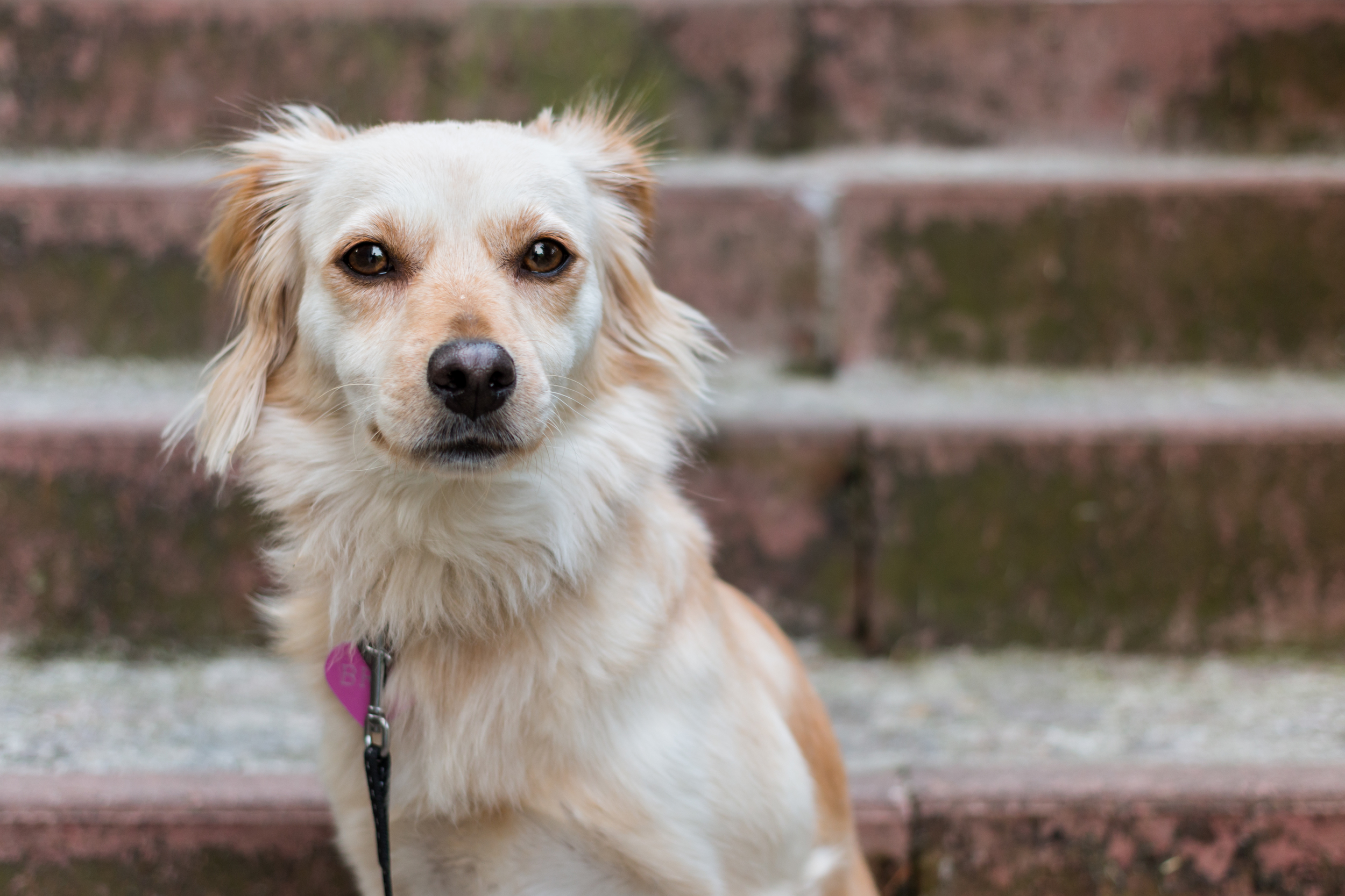 Dog Portrait by Laura Griffiths Fotografia